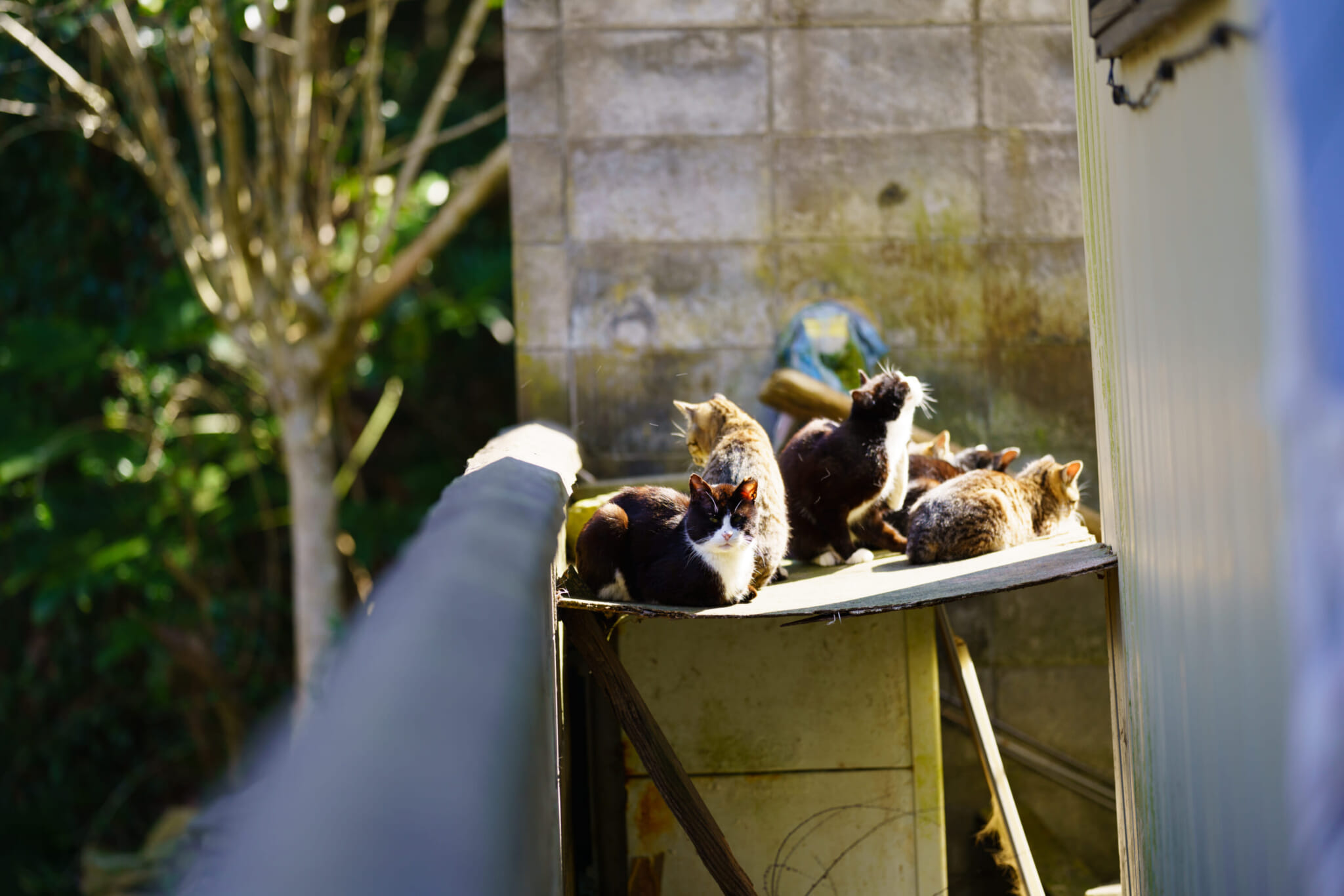 Tashirojima cats