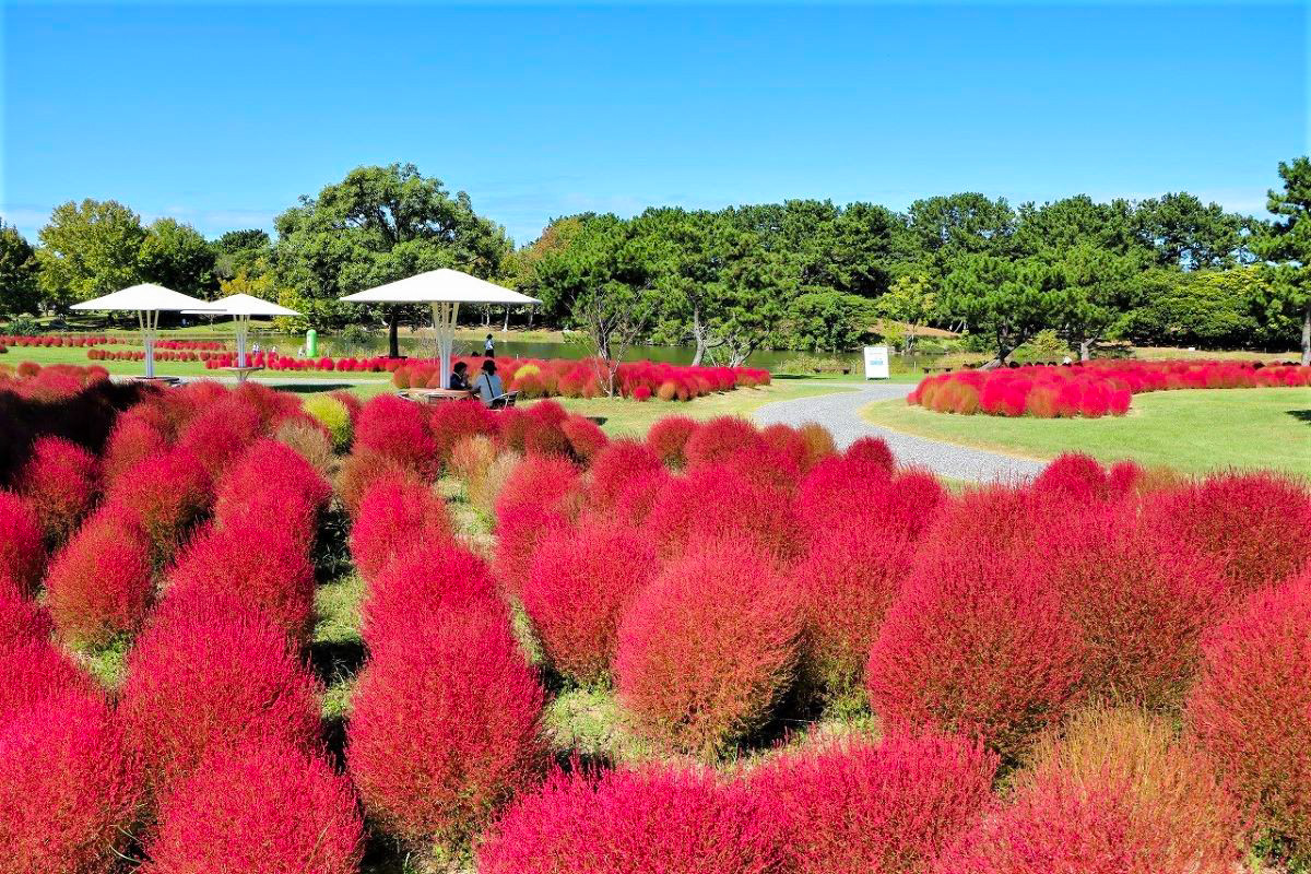 kochia in japan at national uminonakamichi seaside park in fukuoka