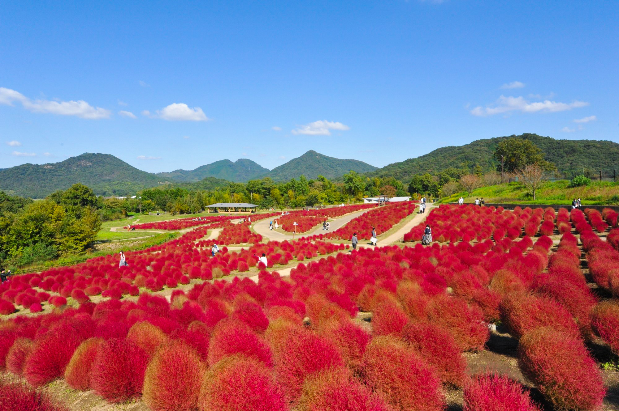 kochia in japan at kagawa sanuki manno park