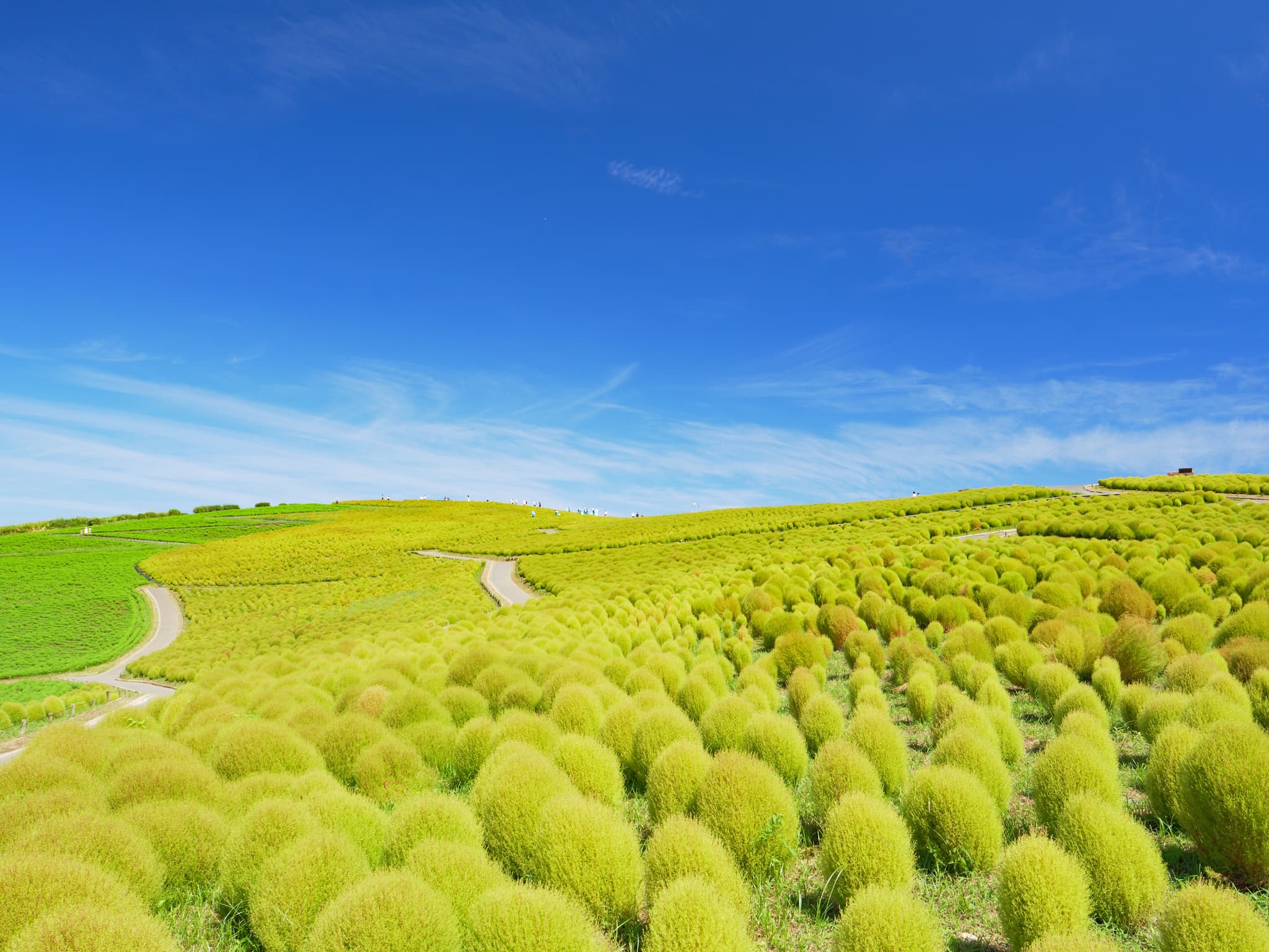 green kochia in japan at hitachi seaside park