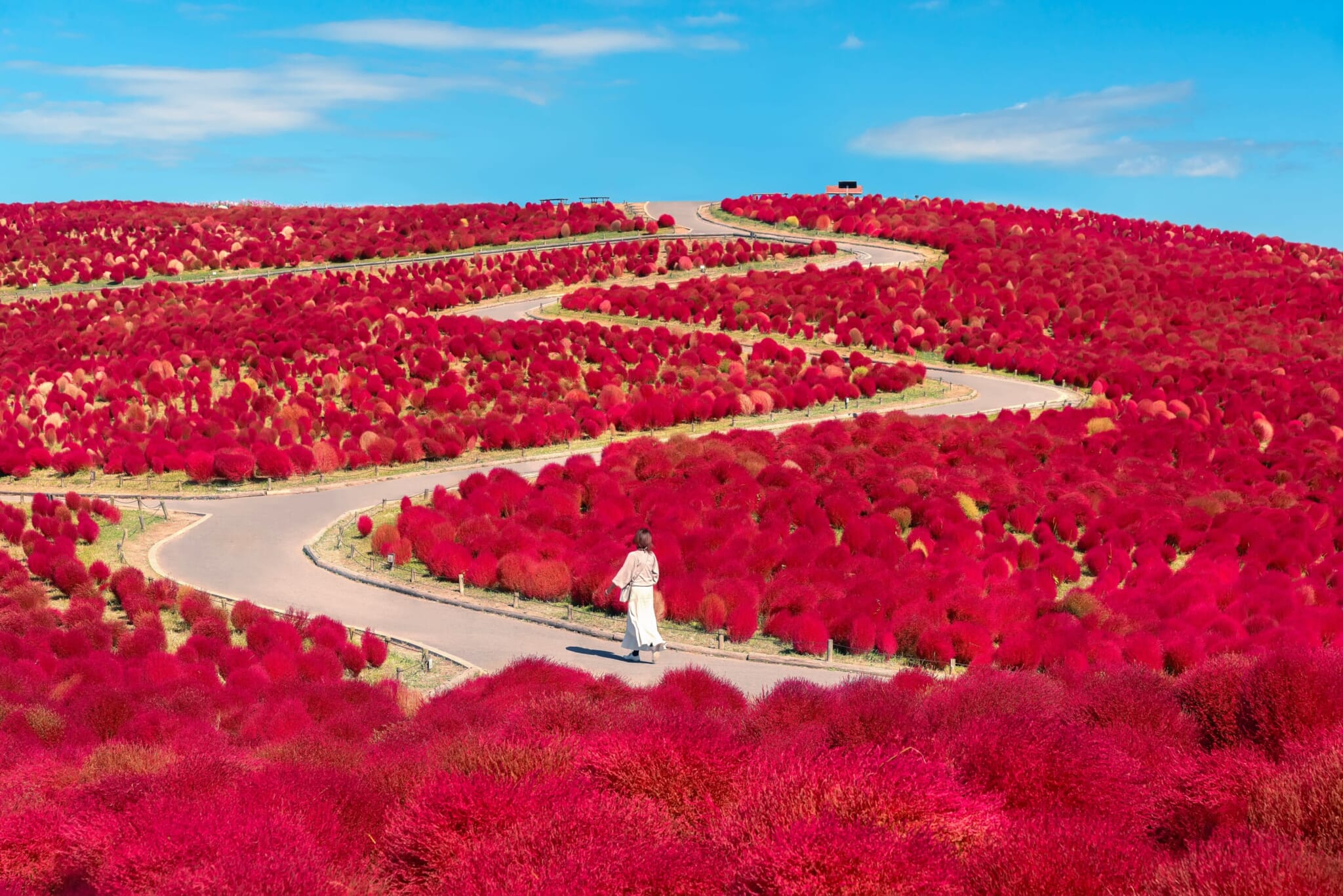 red kochia in japan