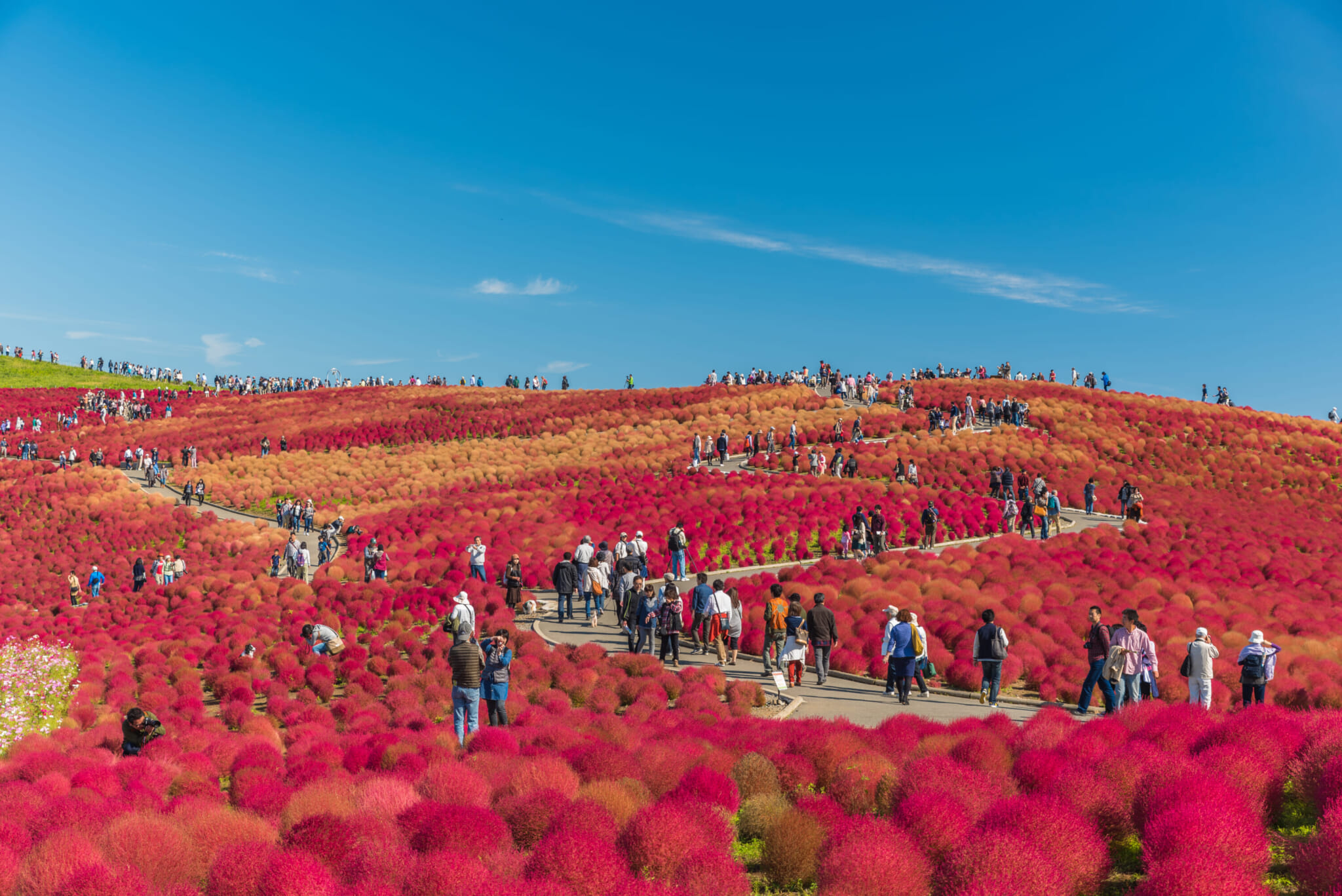 crowds at hitachi seaside park during the peak of kochia in japan 