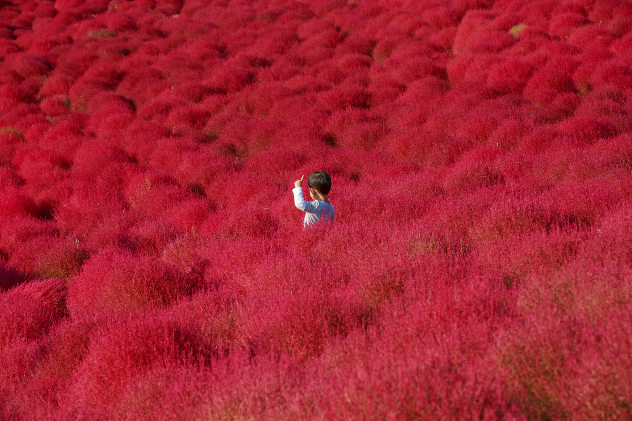 boy standing in a field of bright red kochia in japan