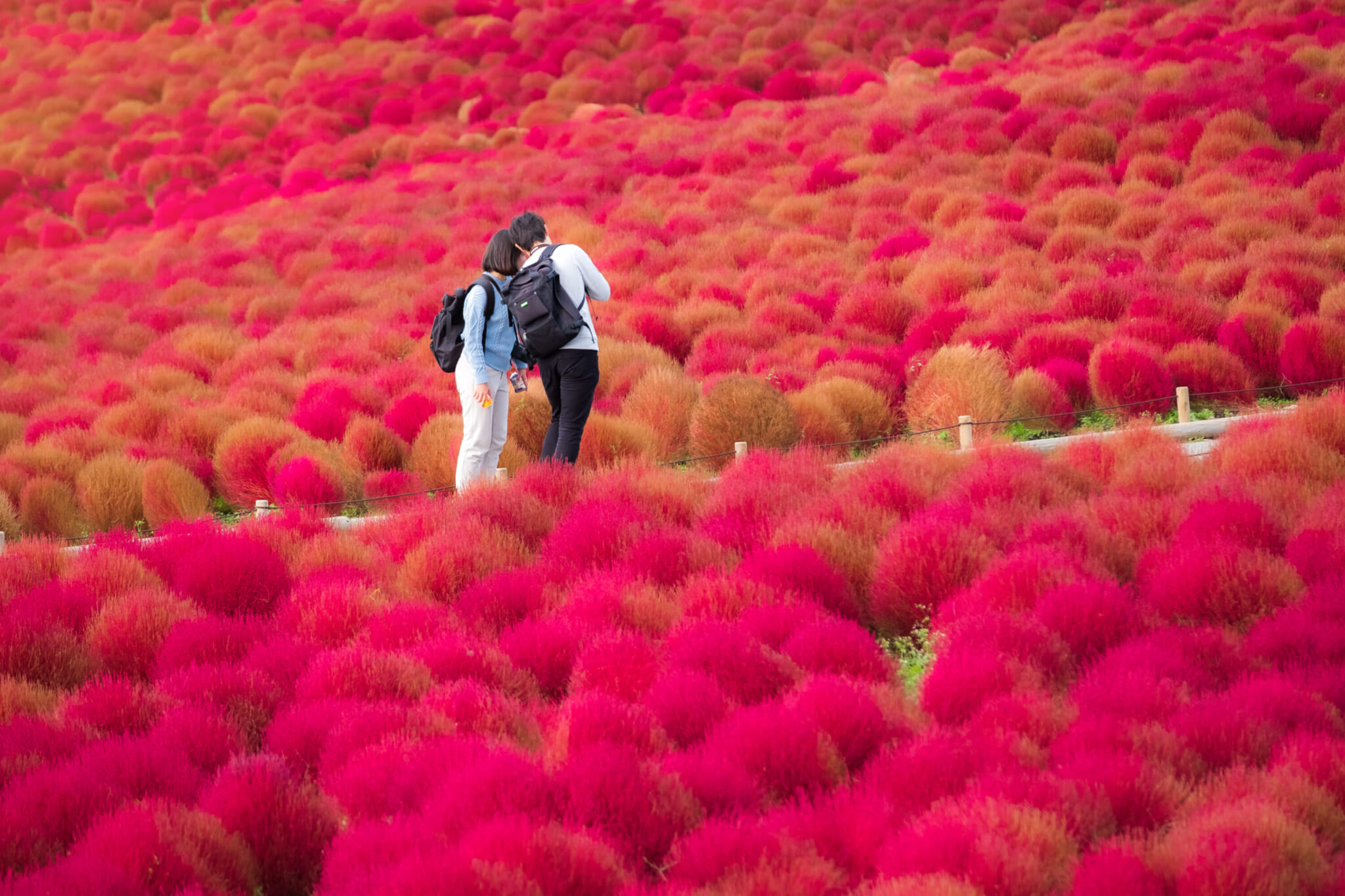 a couple standing in a field of red kochia in japan