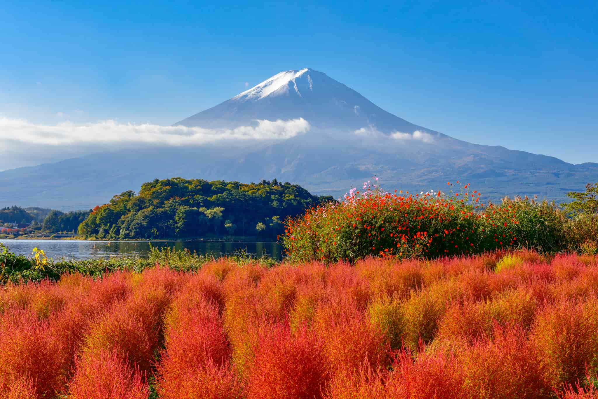 kochia in japan featuring mt. fuji view at yamanishi oishi park 