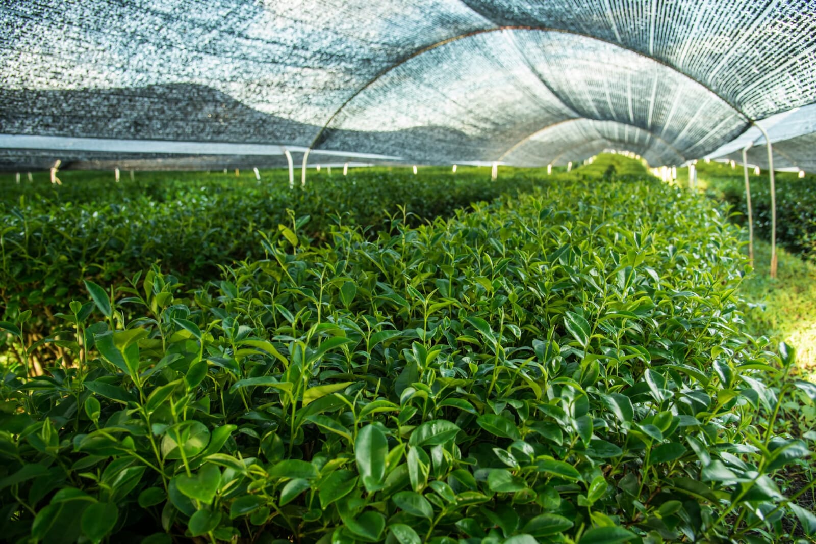 matcha tea plantation uji kyoto