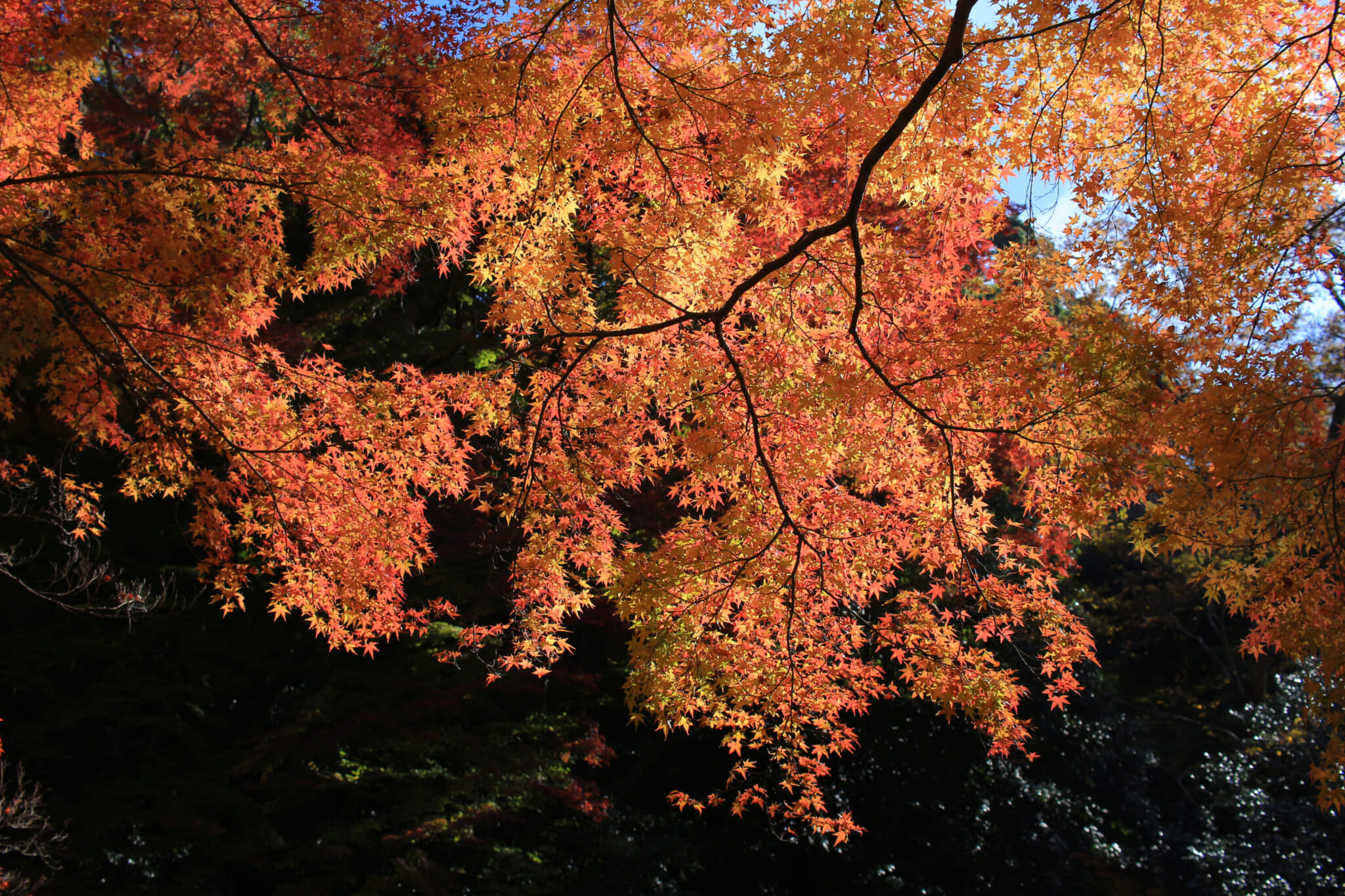 minoh waterfall takimichi autumn hiking