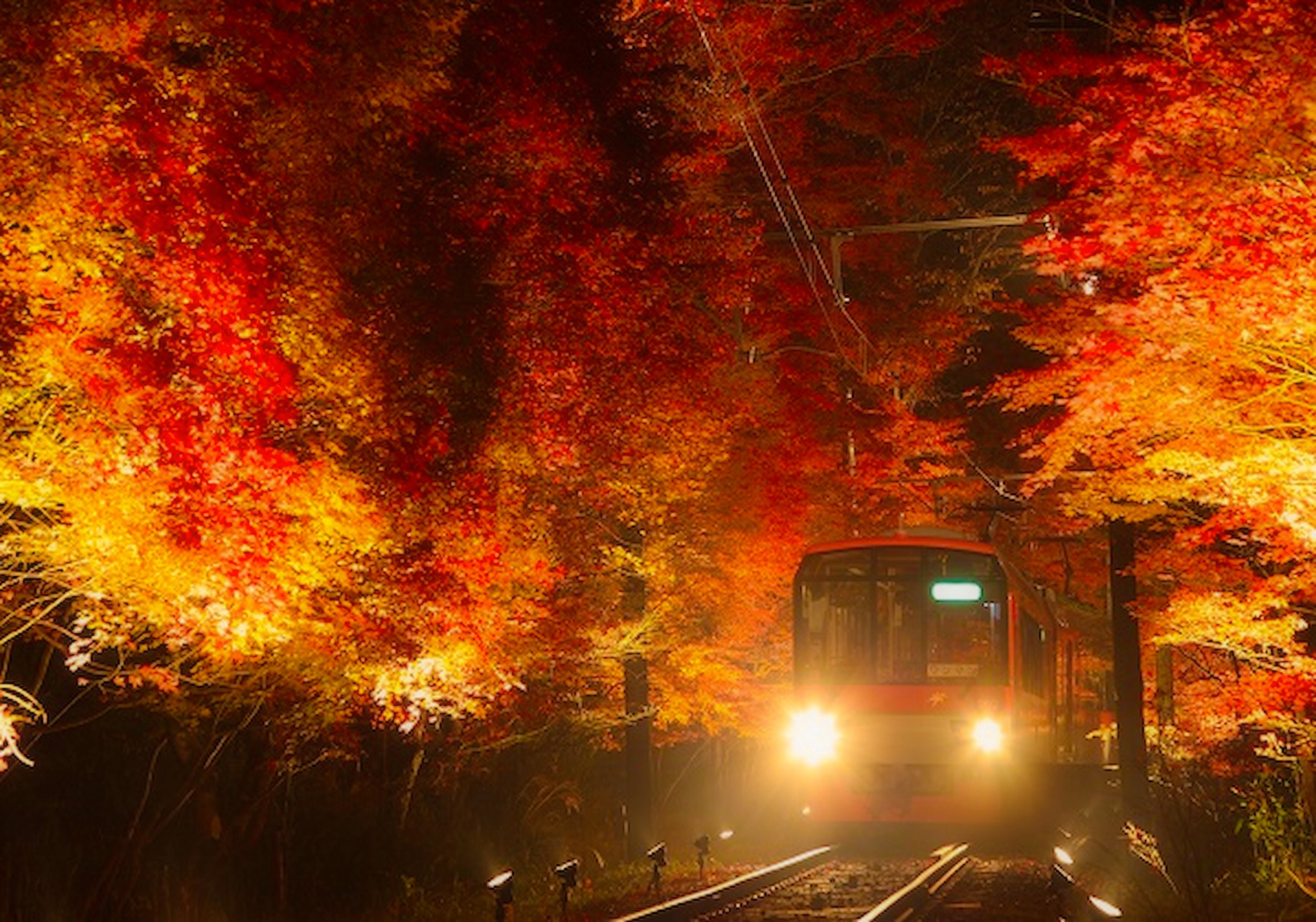 Japanese Maple tunnel train kyoto night autumn illumination