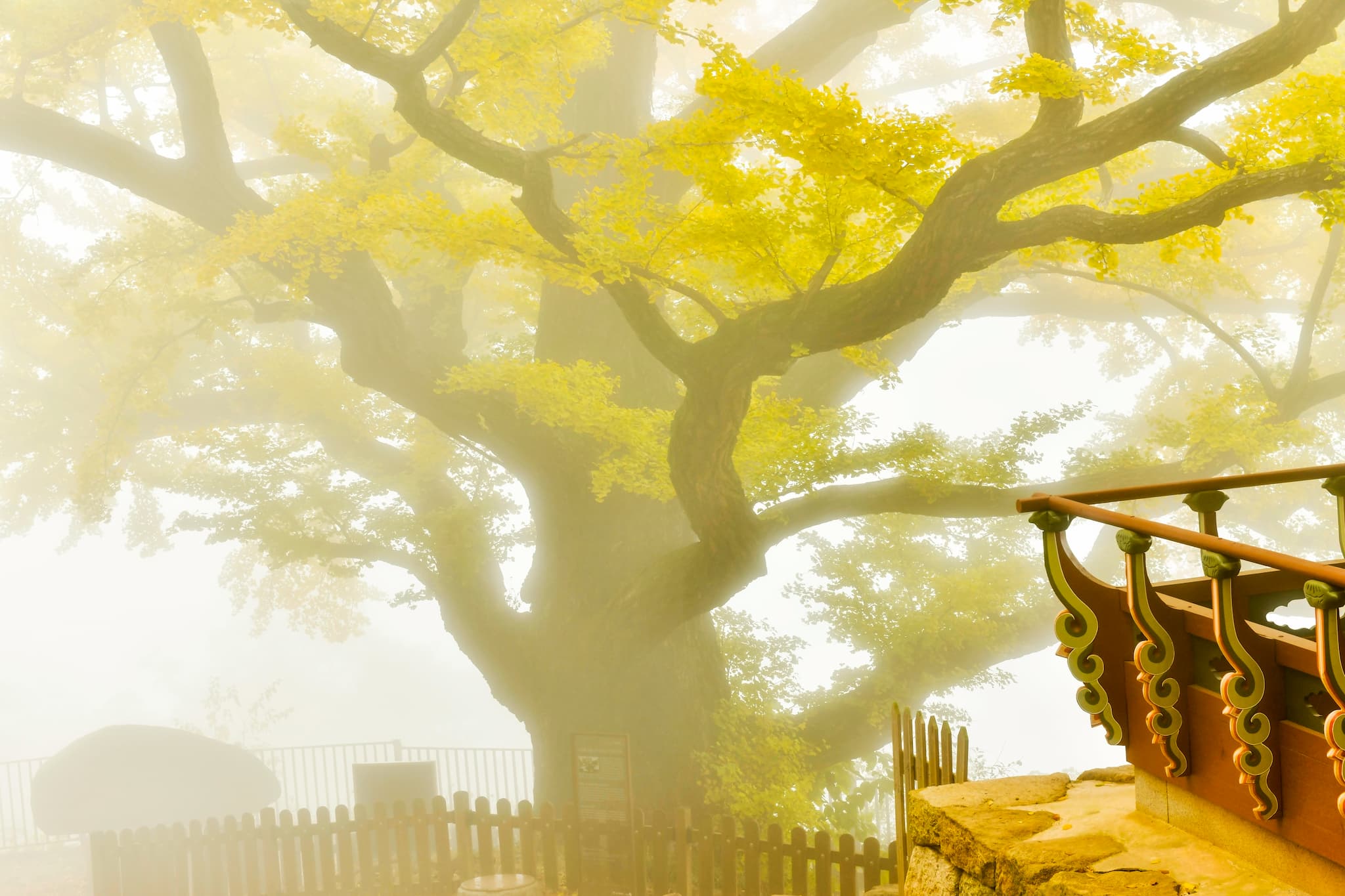 old temple ginkgo tree