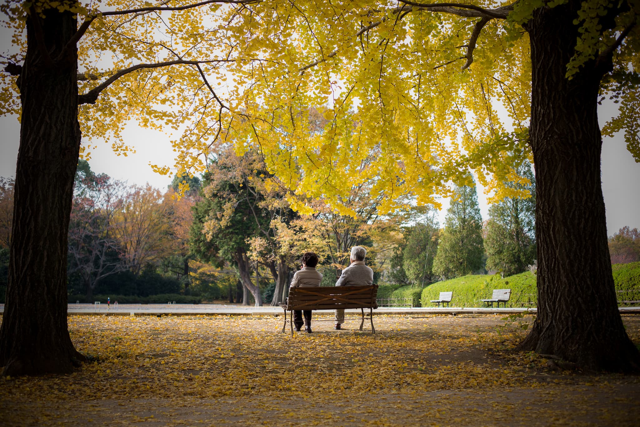 ginkgo tree couple