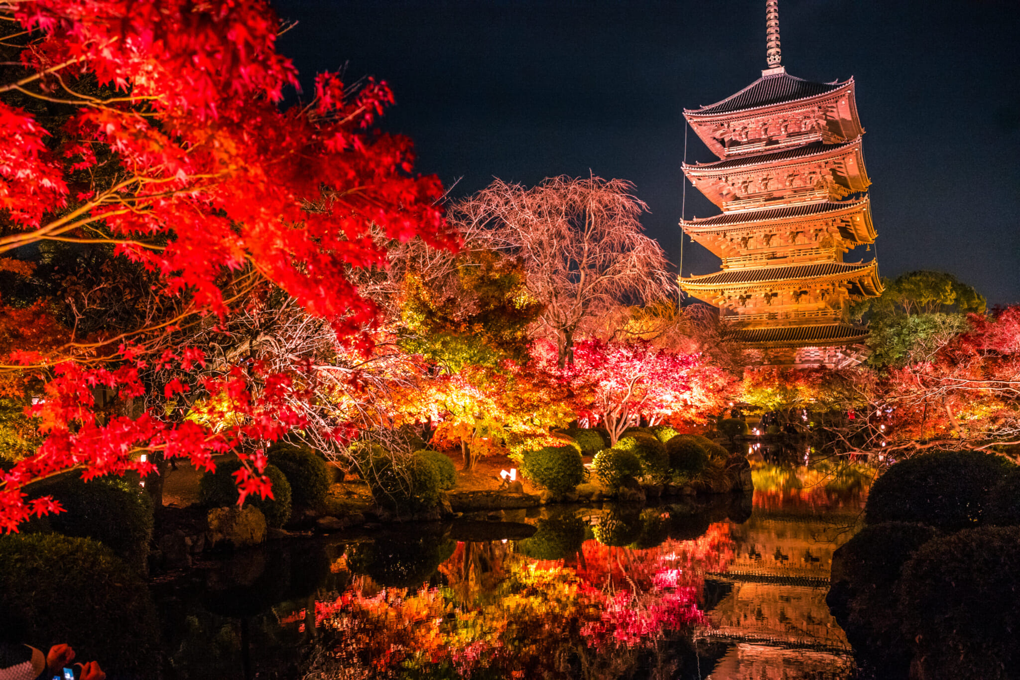 kyoto japanese maple illuminations autumn night toji temple