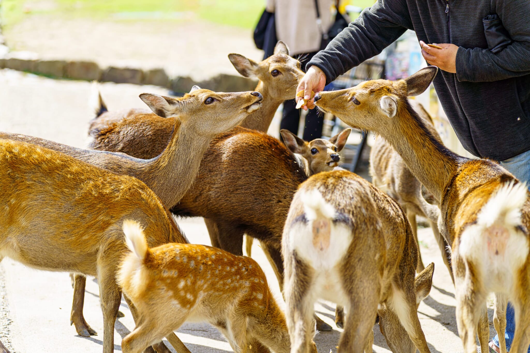 nara deer attack