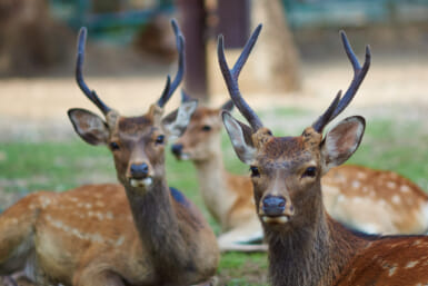 nara deer attack nara park