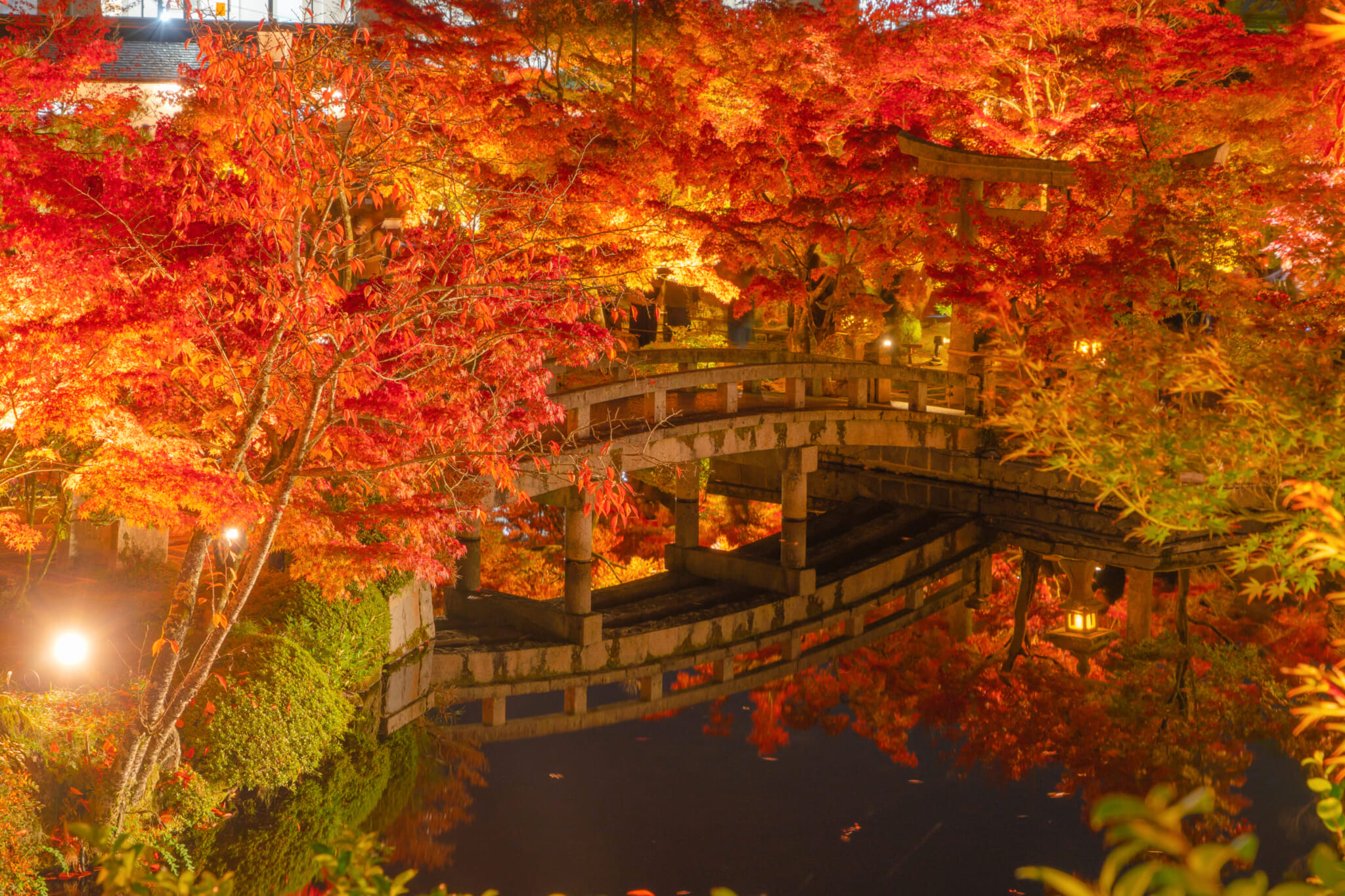 eikando temple japanese maple kyoto illumination