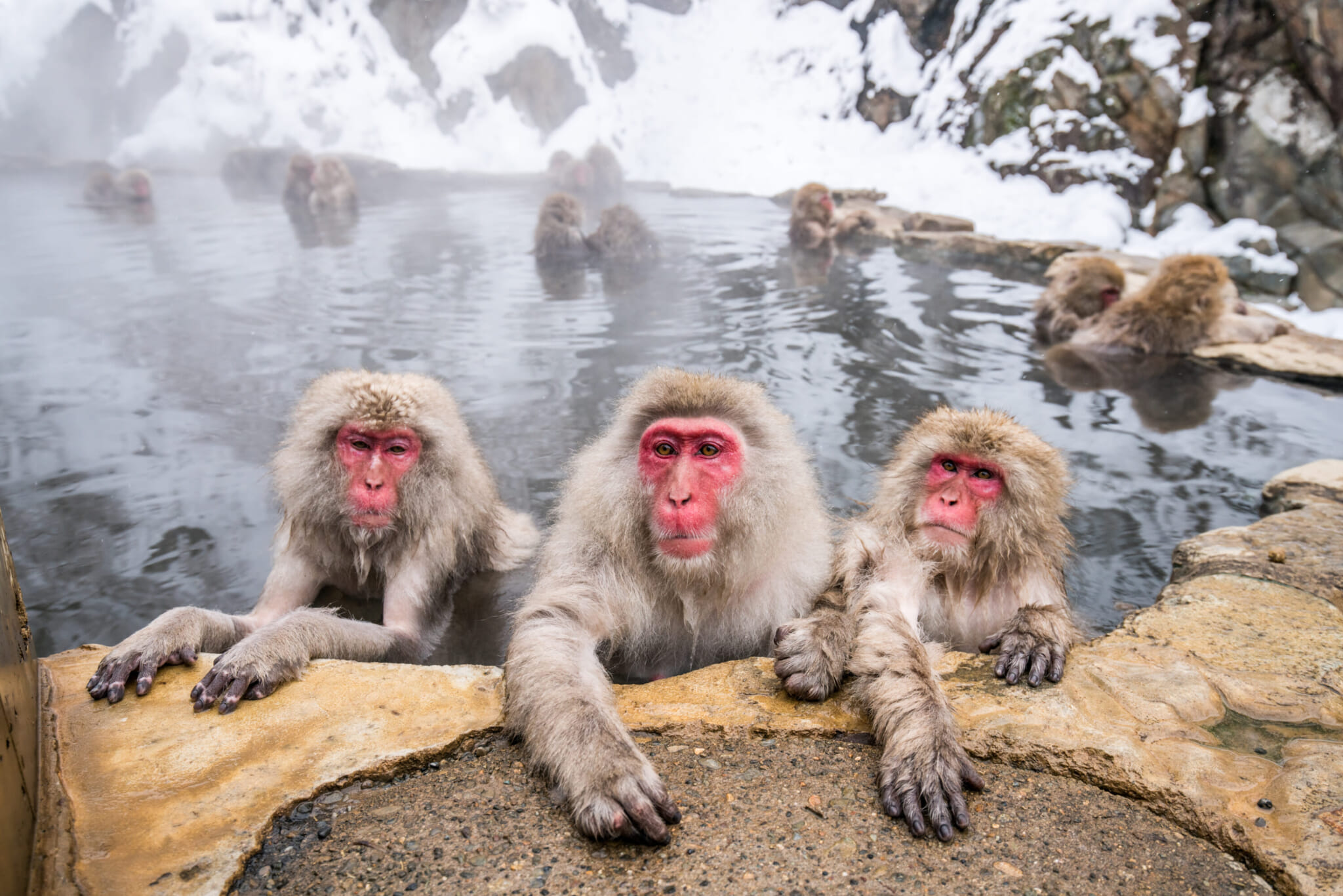 Japan macaques