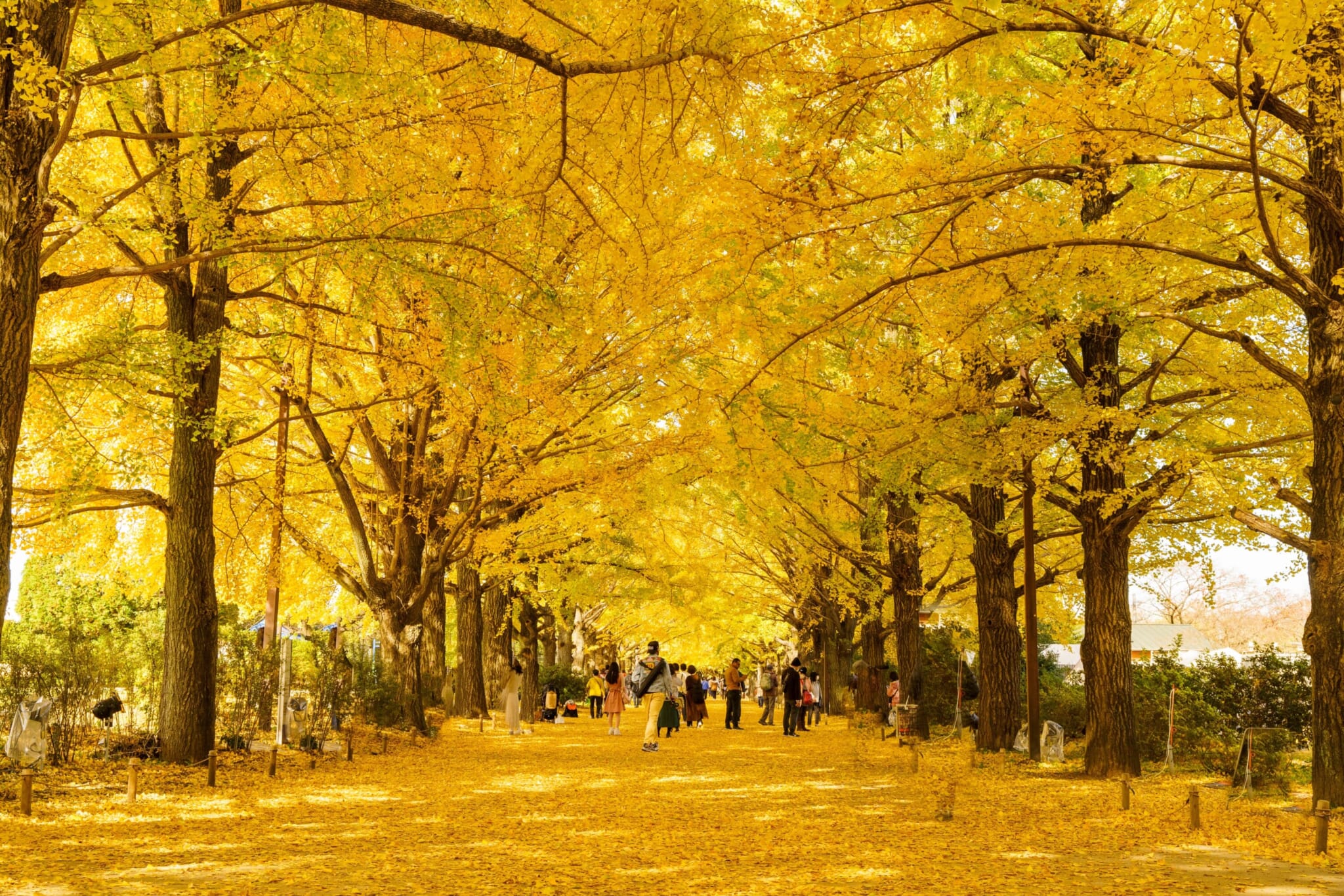 best things to do in tokyo in november 2024