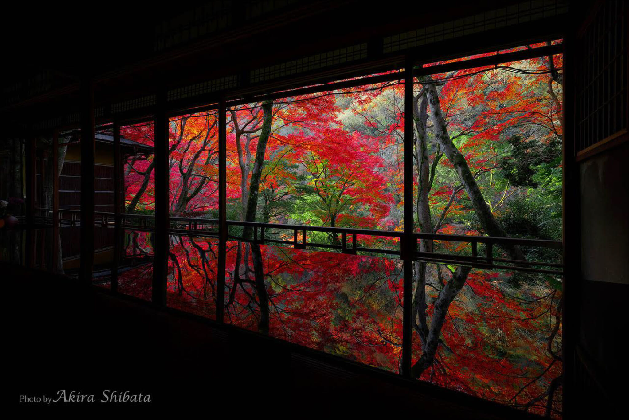 yusaitei arashiyama kyoto night illumination autumn Japanese Maple