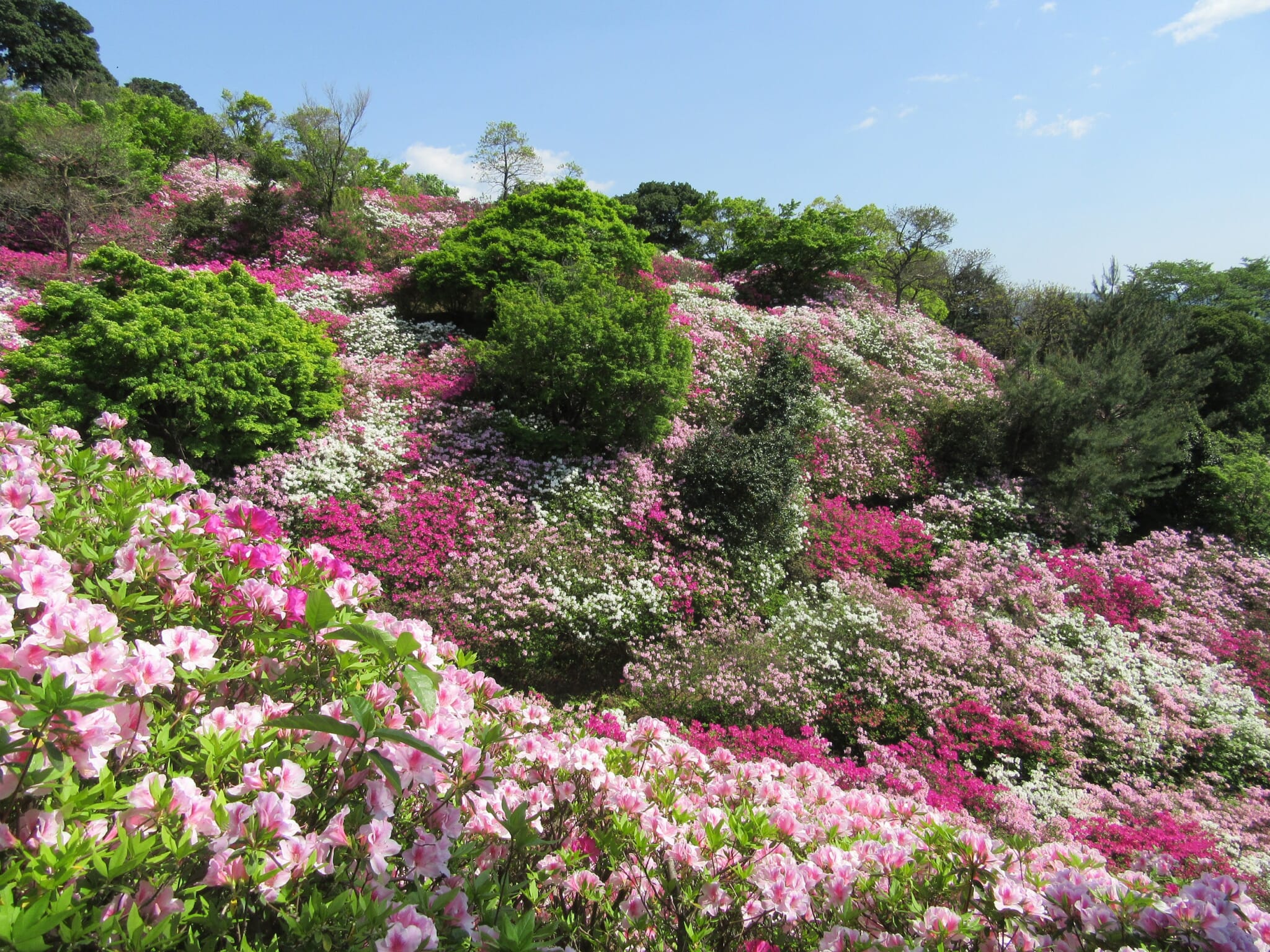 fukuoka flower guide