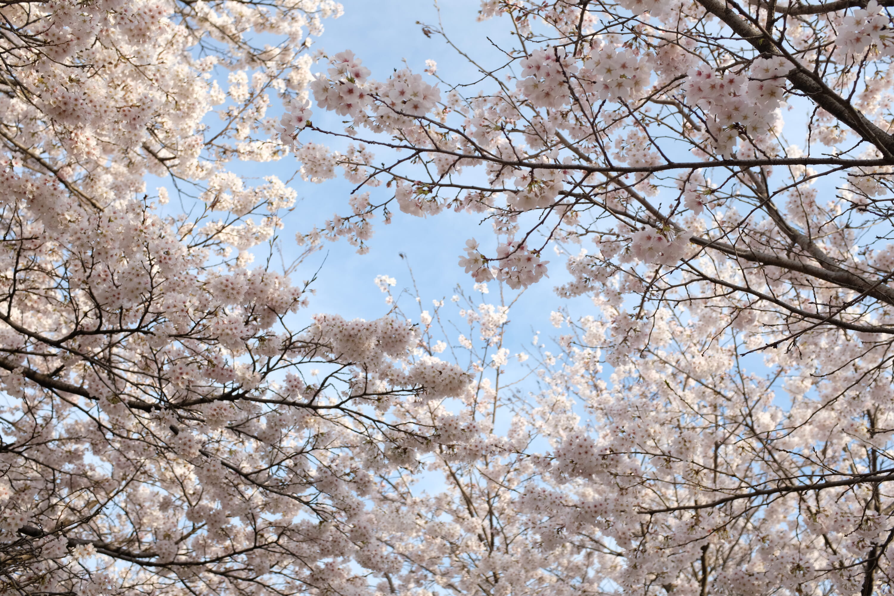 sakura