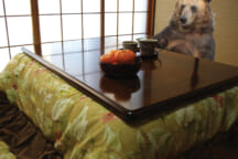 bear kotatsu