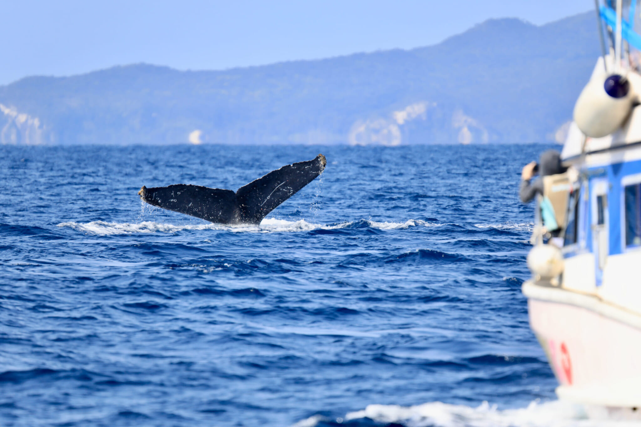 okinawa whale watching january