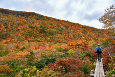 nasu