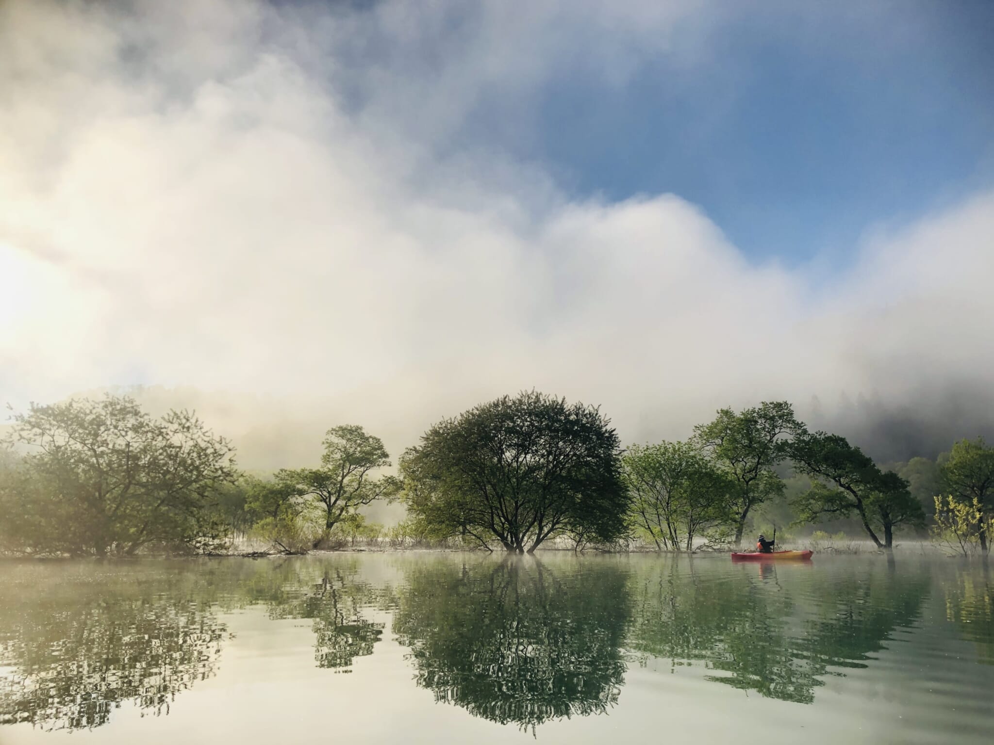 canoe submerged forest