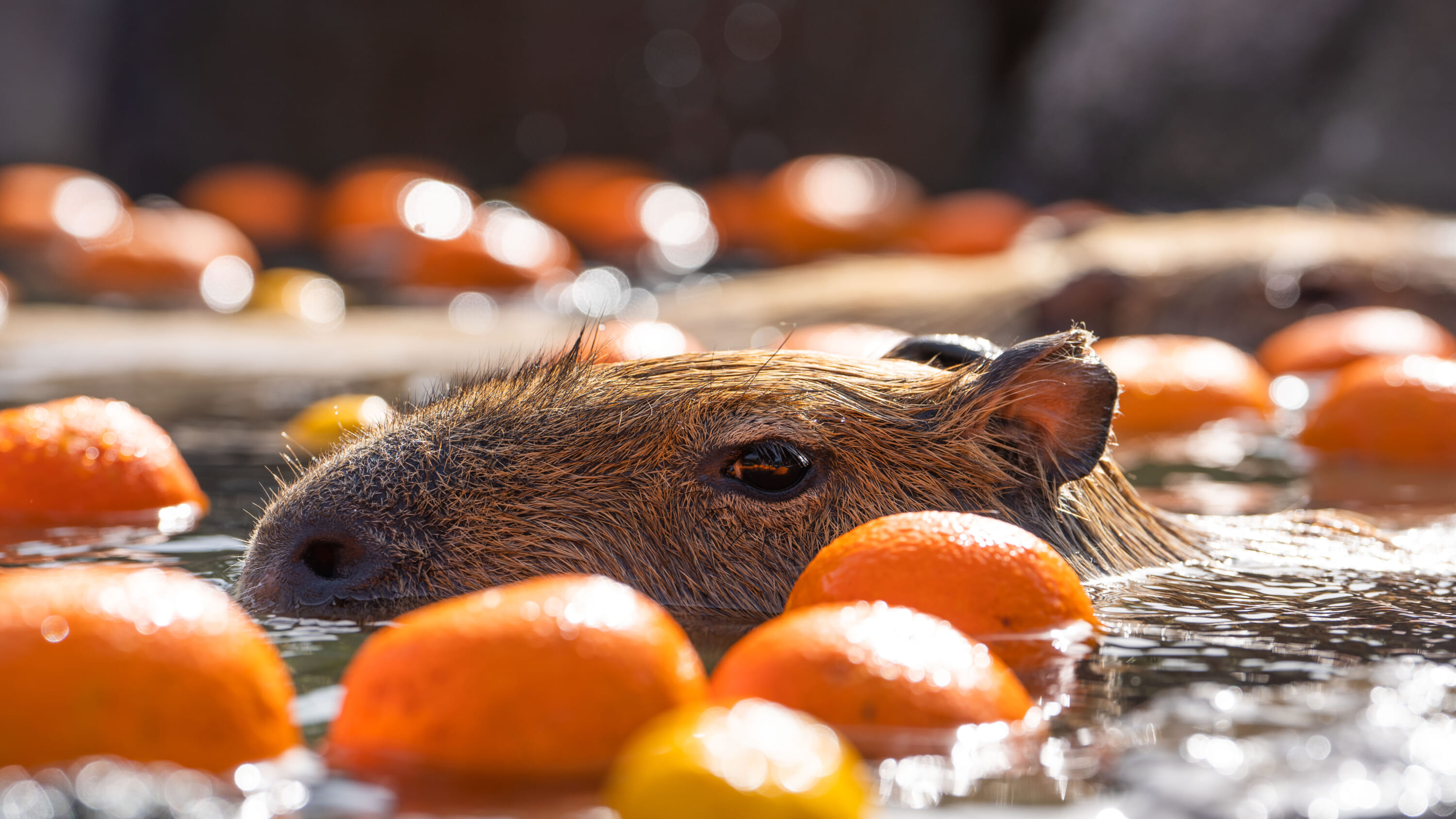 Saitama Children’s Zoo capybara onsen baths japan