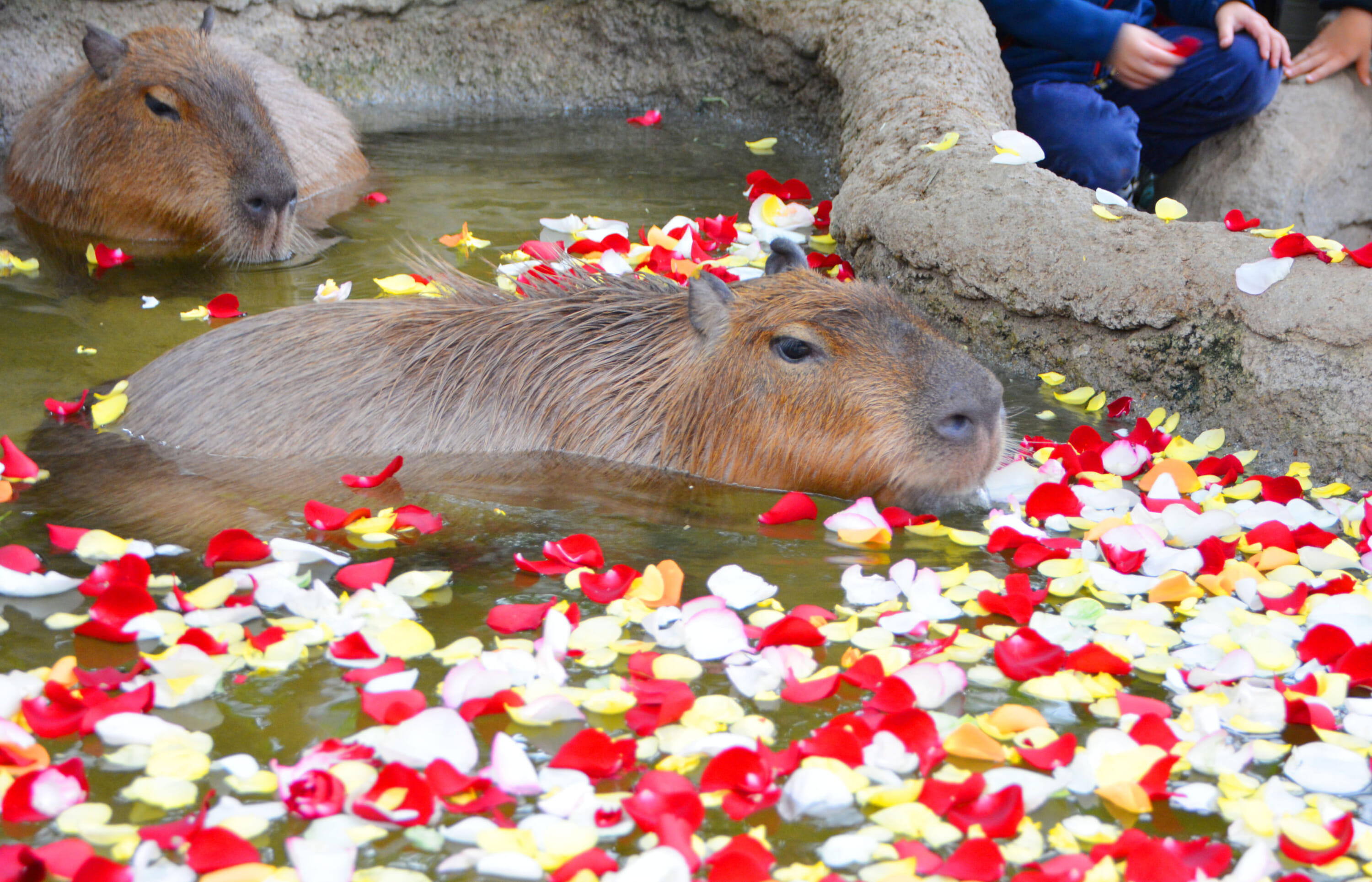 capybara onsen baths japan