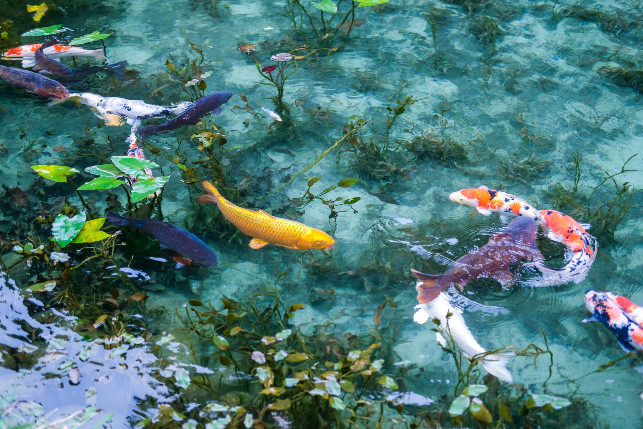 monets pond gifu