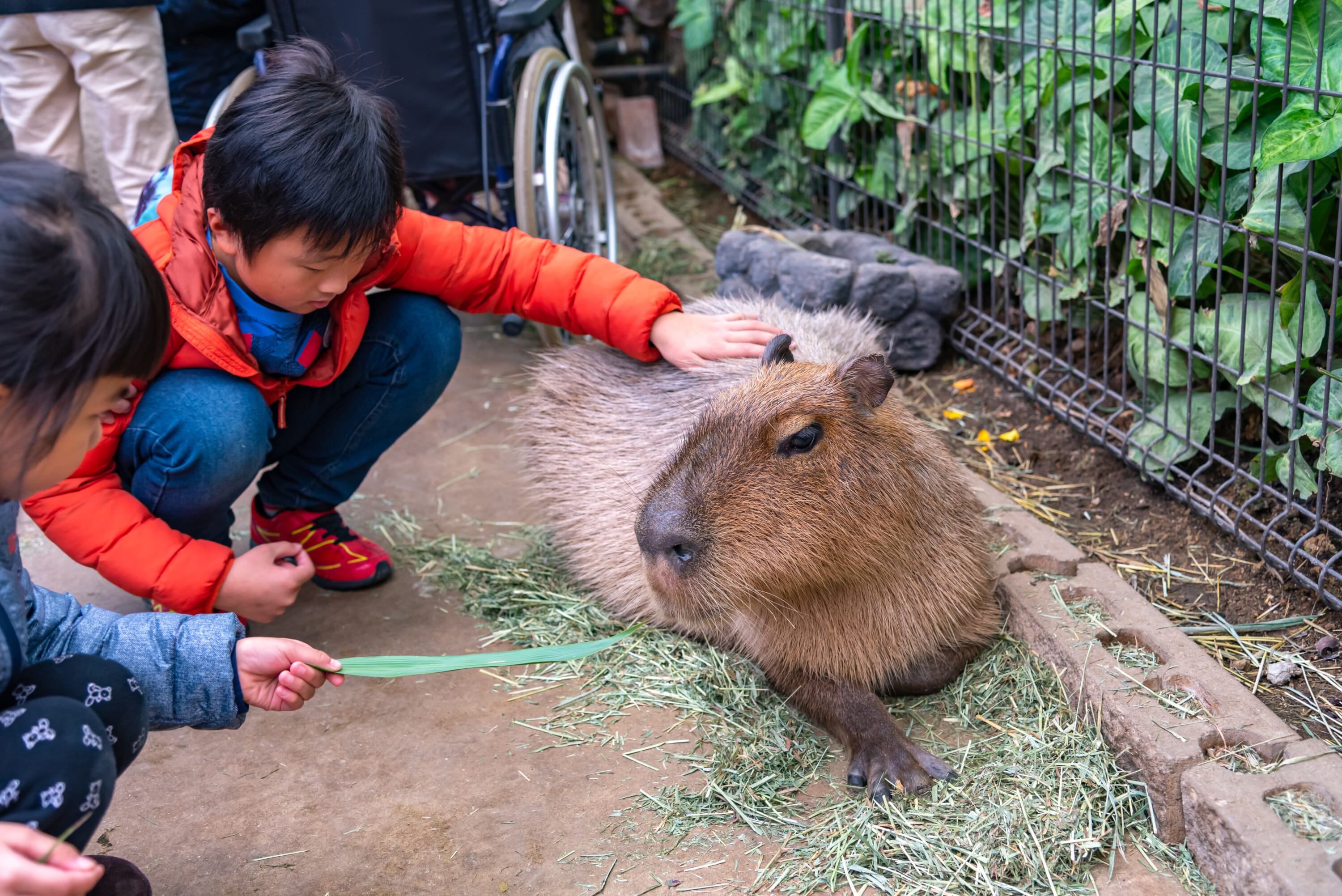 Nagasaki Bio Park capybara onsen baths japan