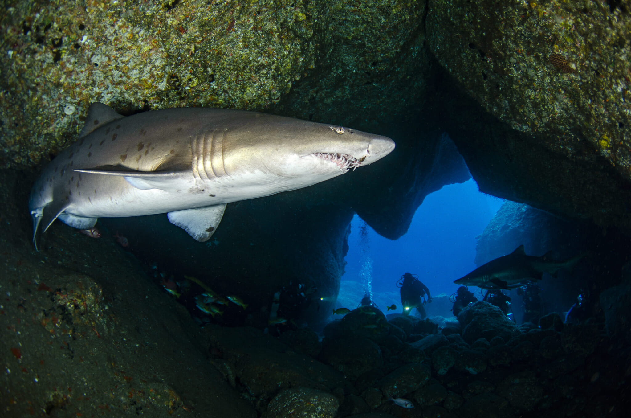 shark diving