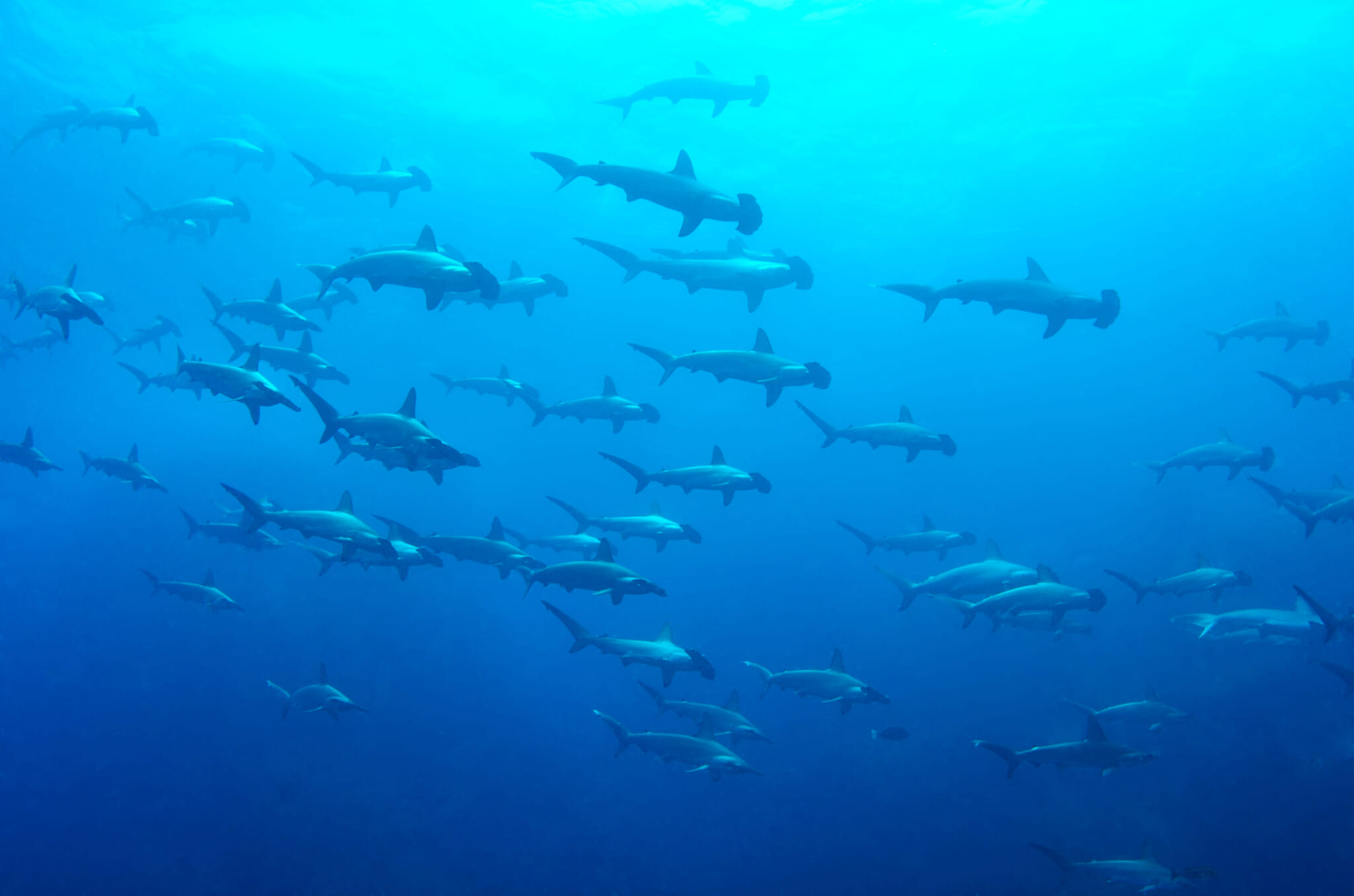 hammerhead sharks japan