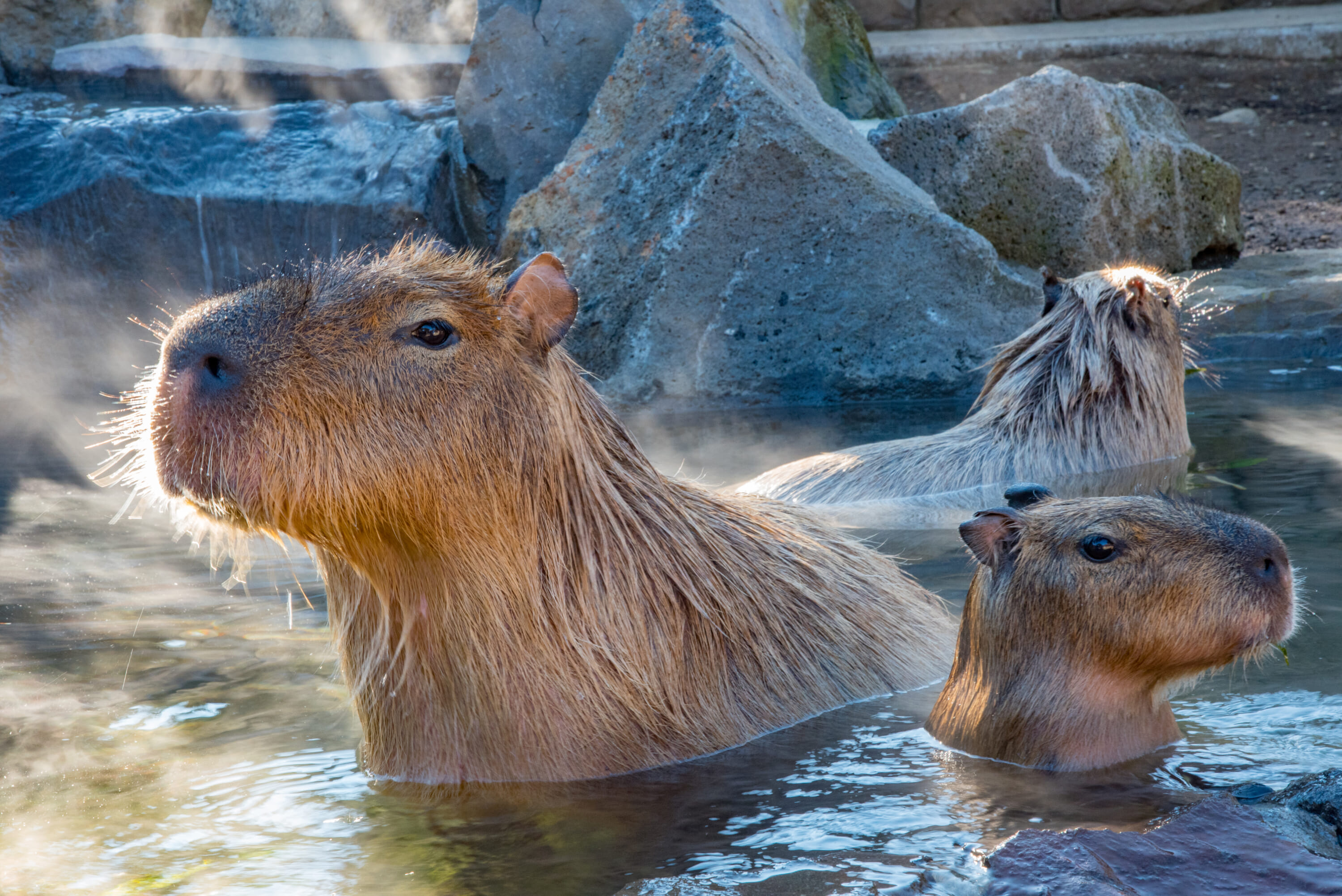 Nasu Animal Kingdom, Tochigi Prefecture, capybara onsen baths japan