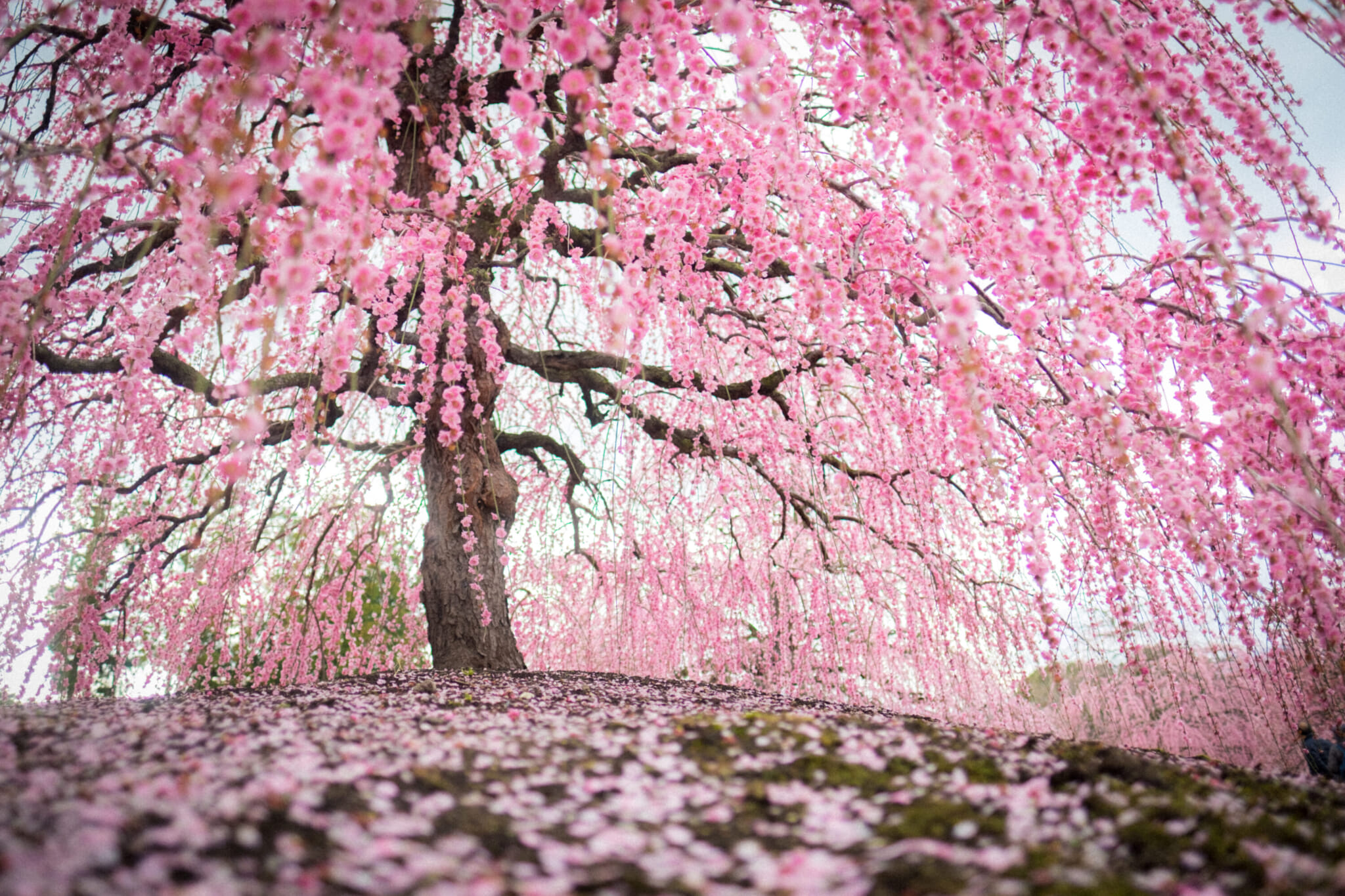 plum blossom tree