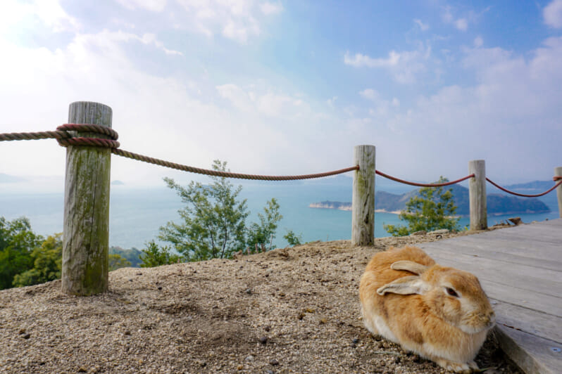 rabbit island okunoshima