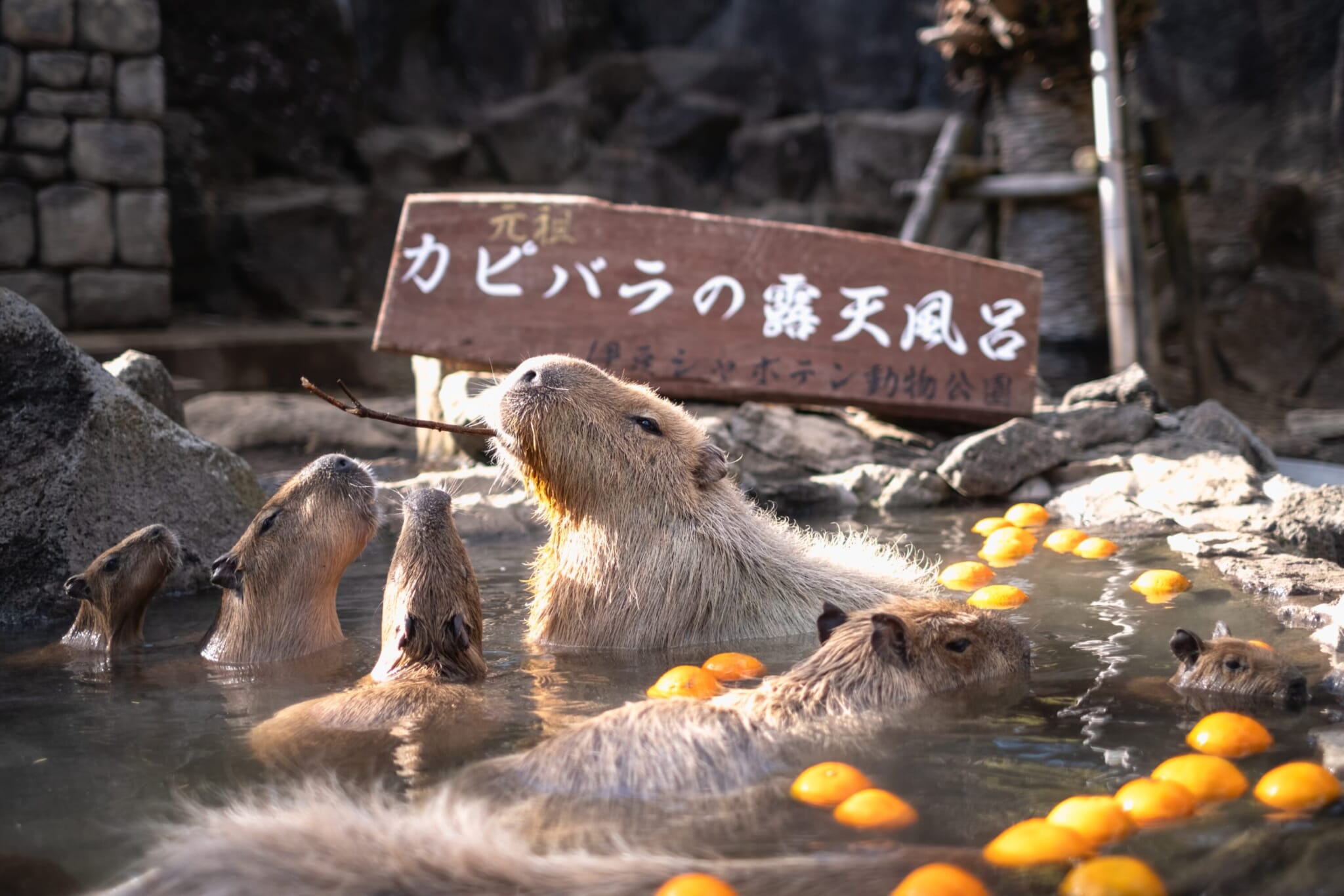 Capybara onsen japan