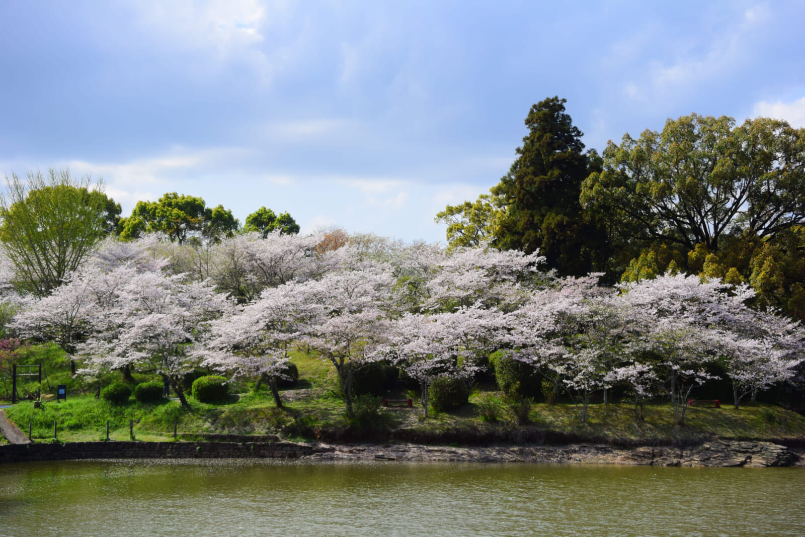 spring fest japan