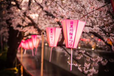 night cherry blossoms tokyo japan yozakura