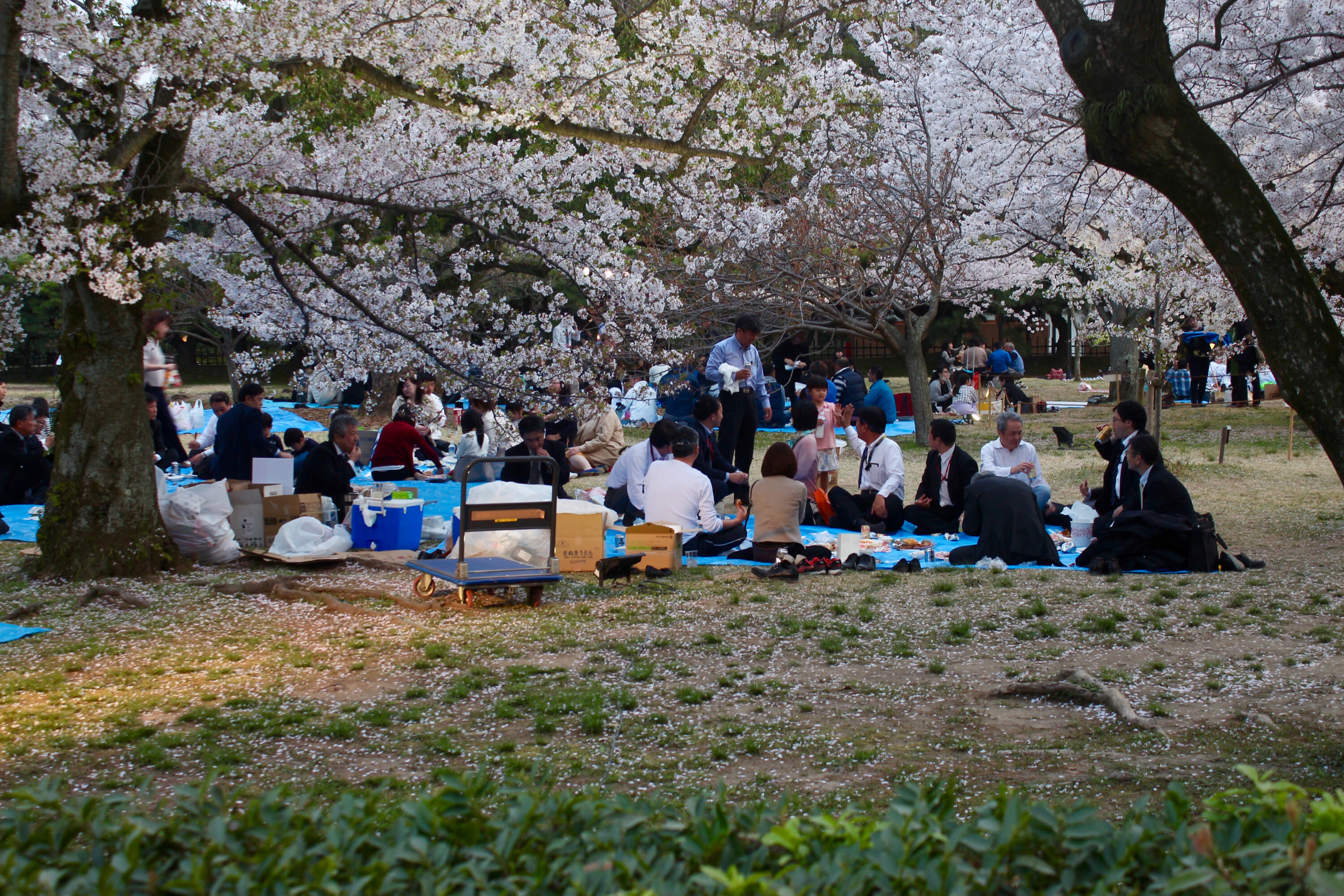 Daisen park hanami Osaka cherry blossom spots