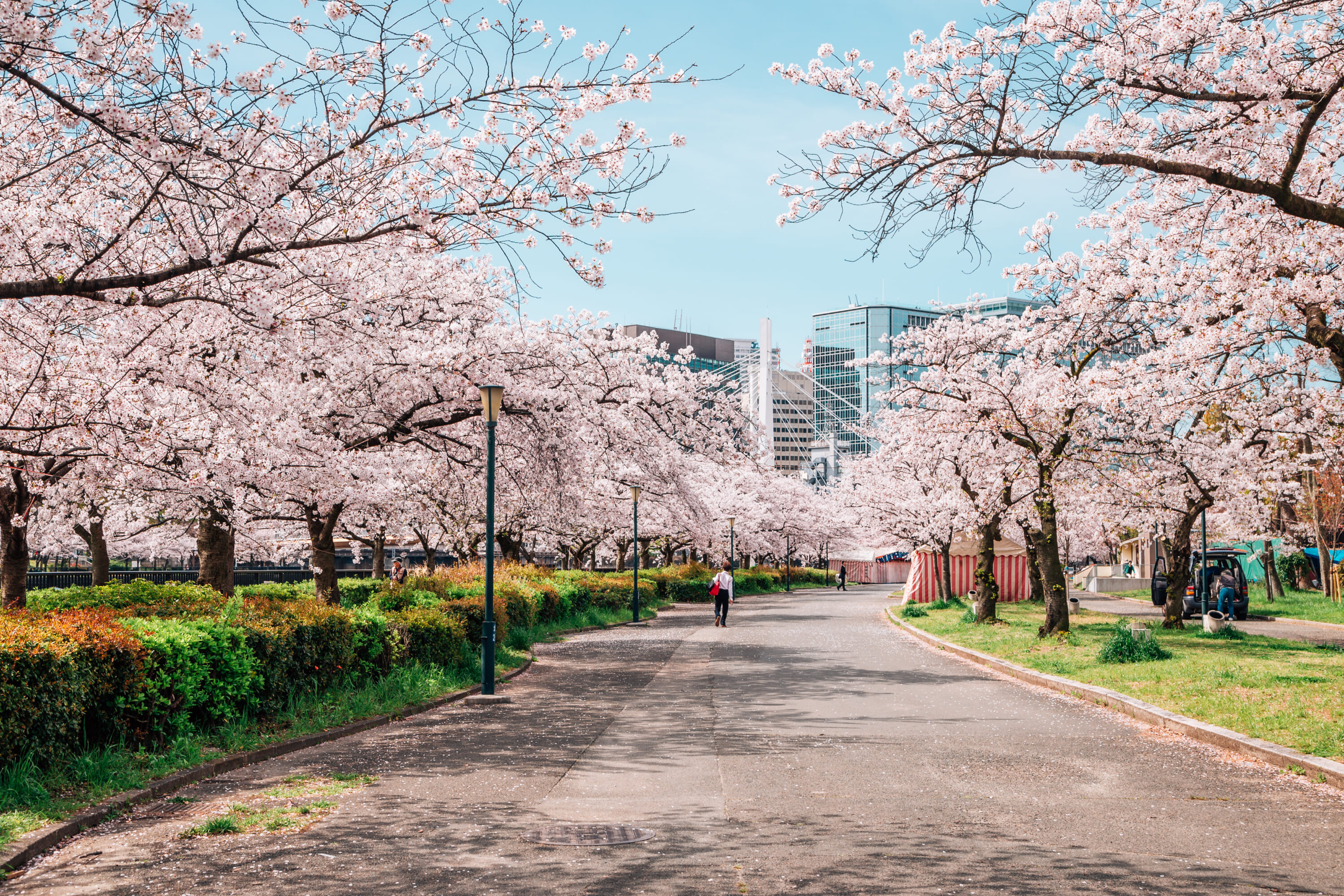 KEma Sakuranomiya sakura Osaka cherry blossom spots