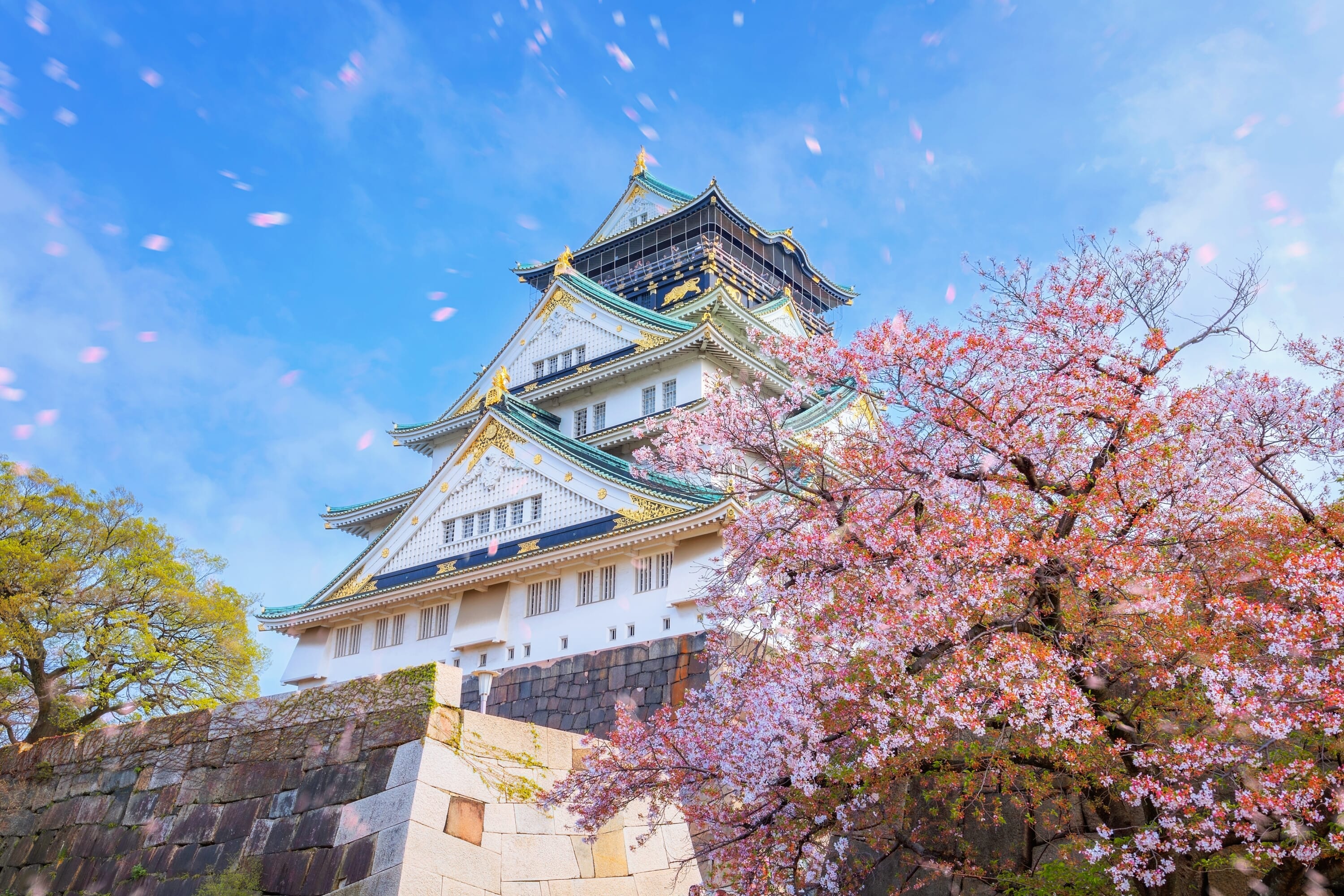 Osaka castle sakura Osaka cherry blossom spots