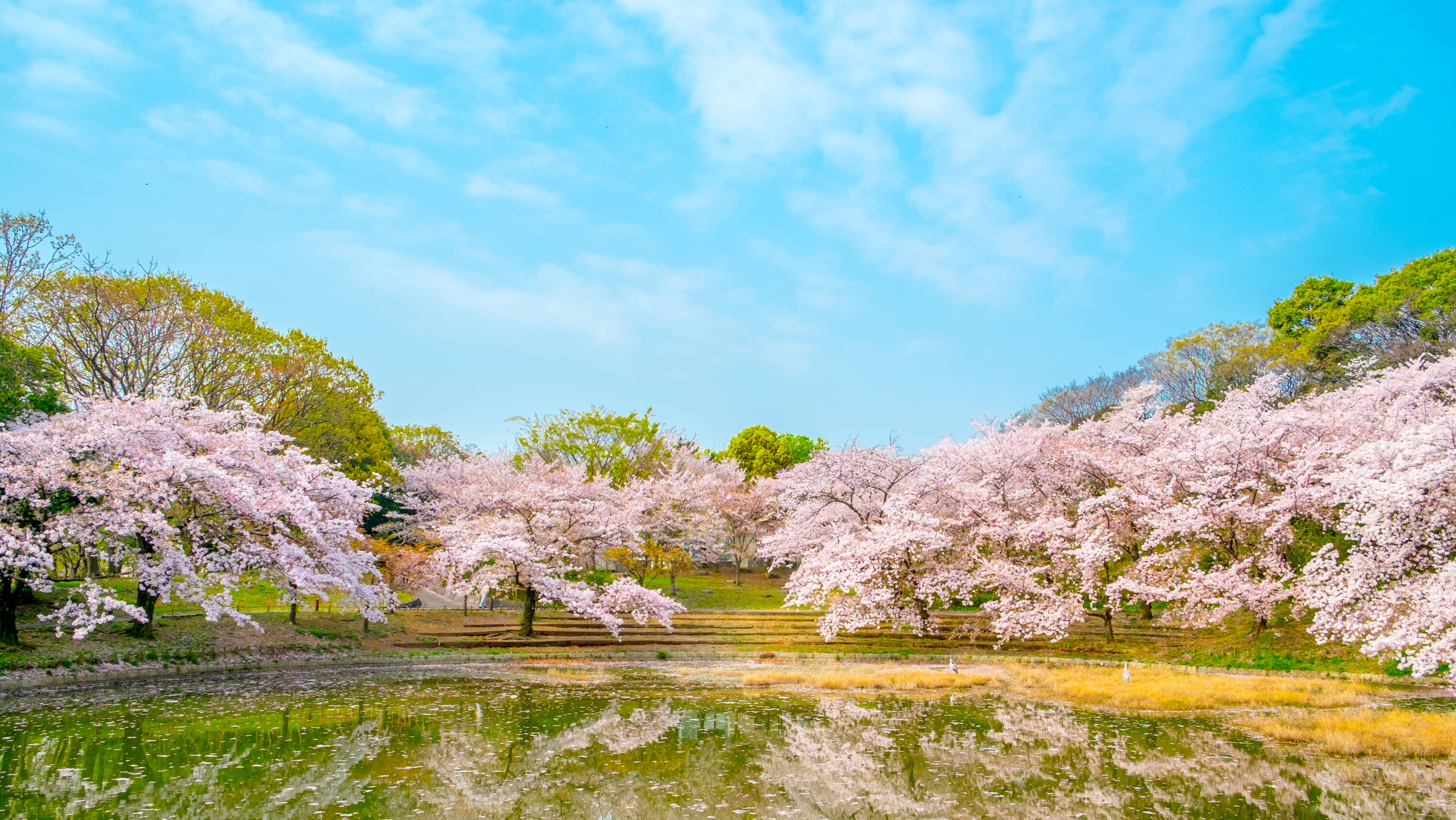 Tsurumi Ryokuchi Osaka cherry blossom spots