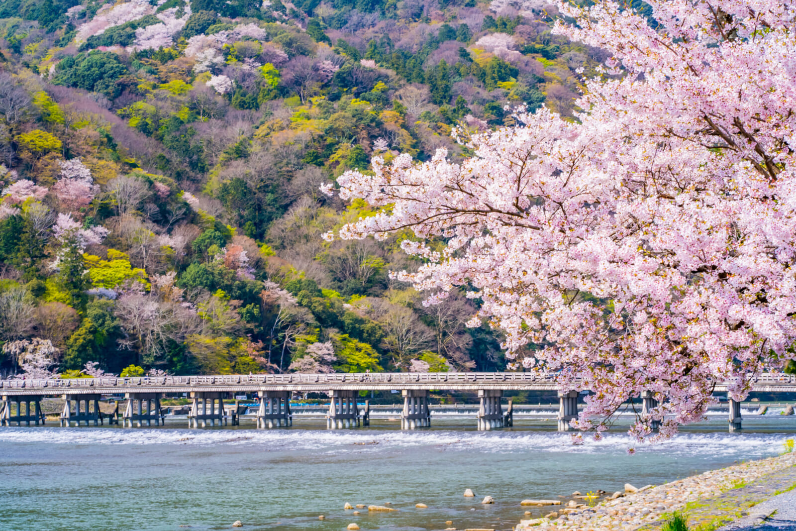 arashiyama cherry blossoms