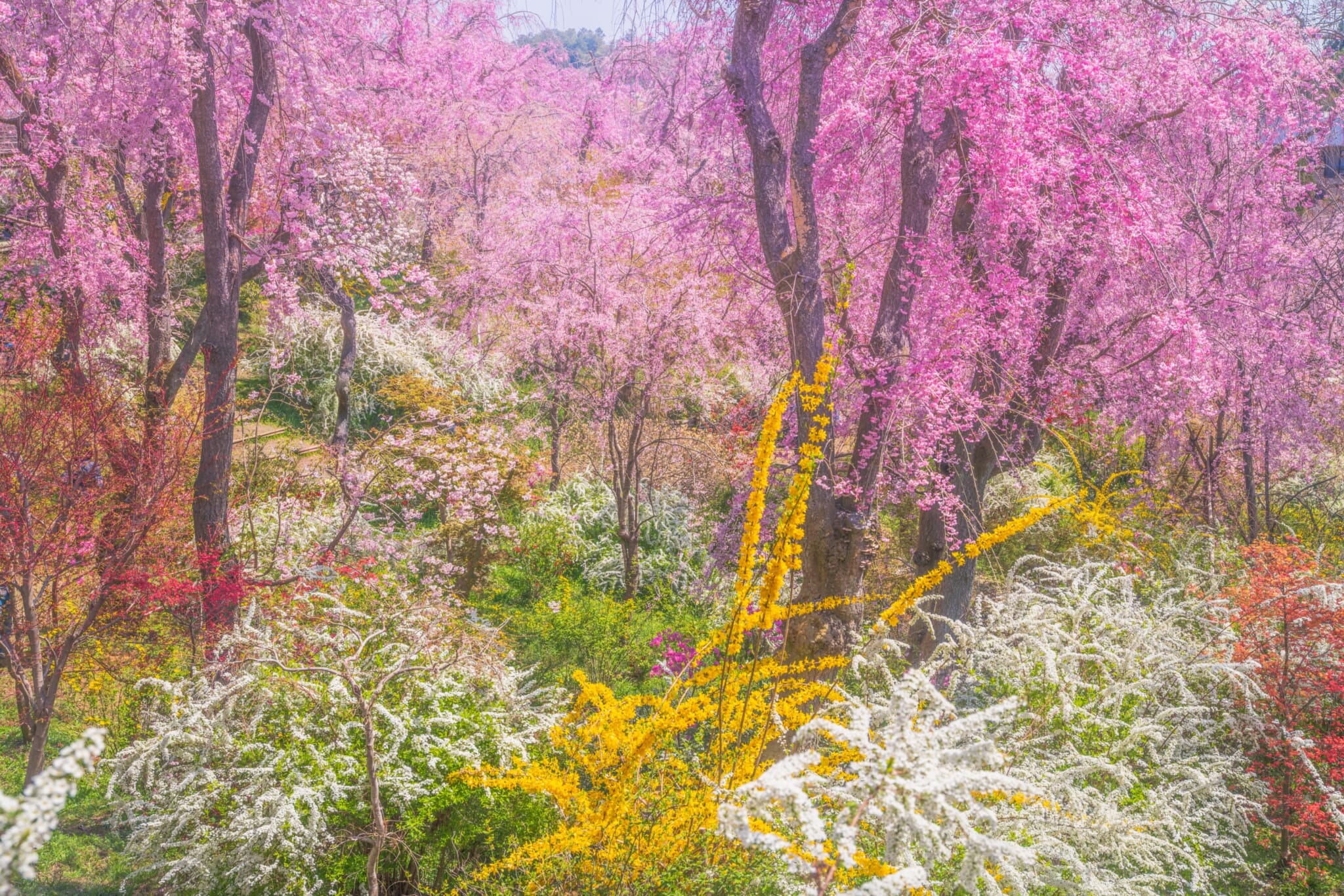 haradanien kyoto cherry blossoms