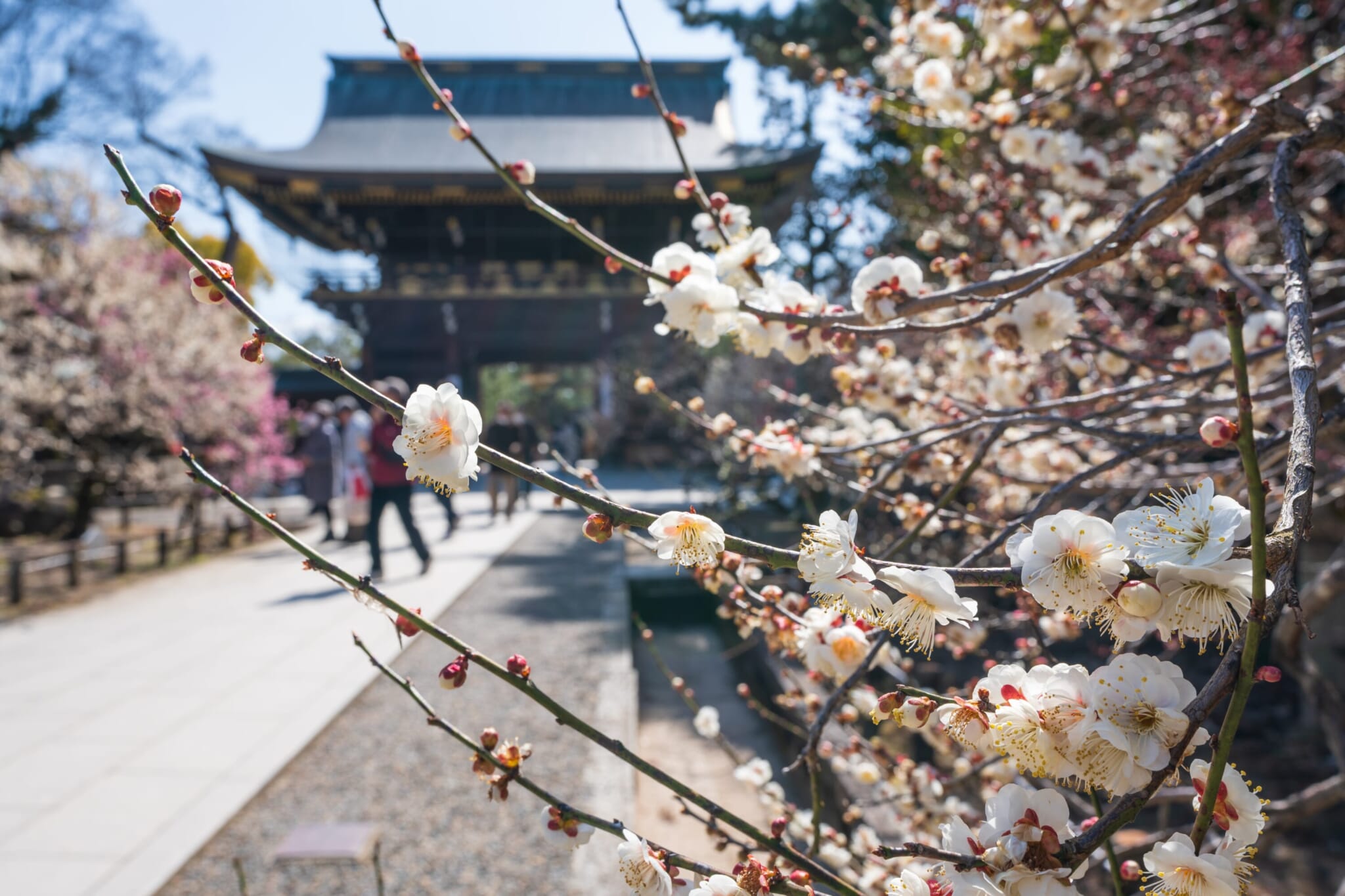 kitano tenmangu plum flowers