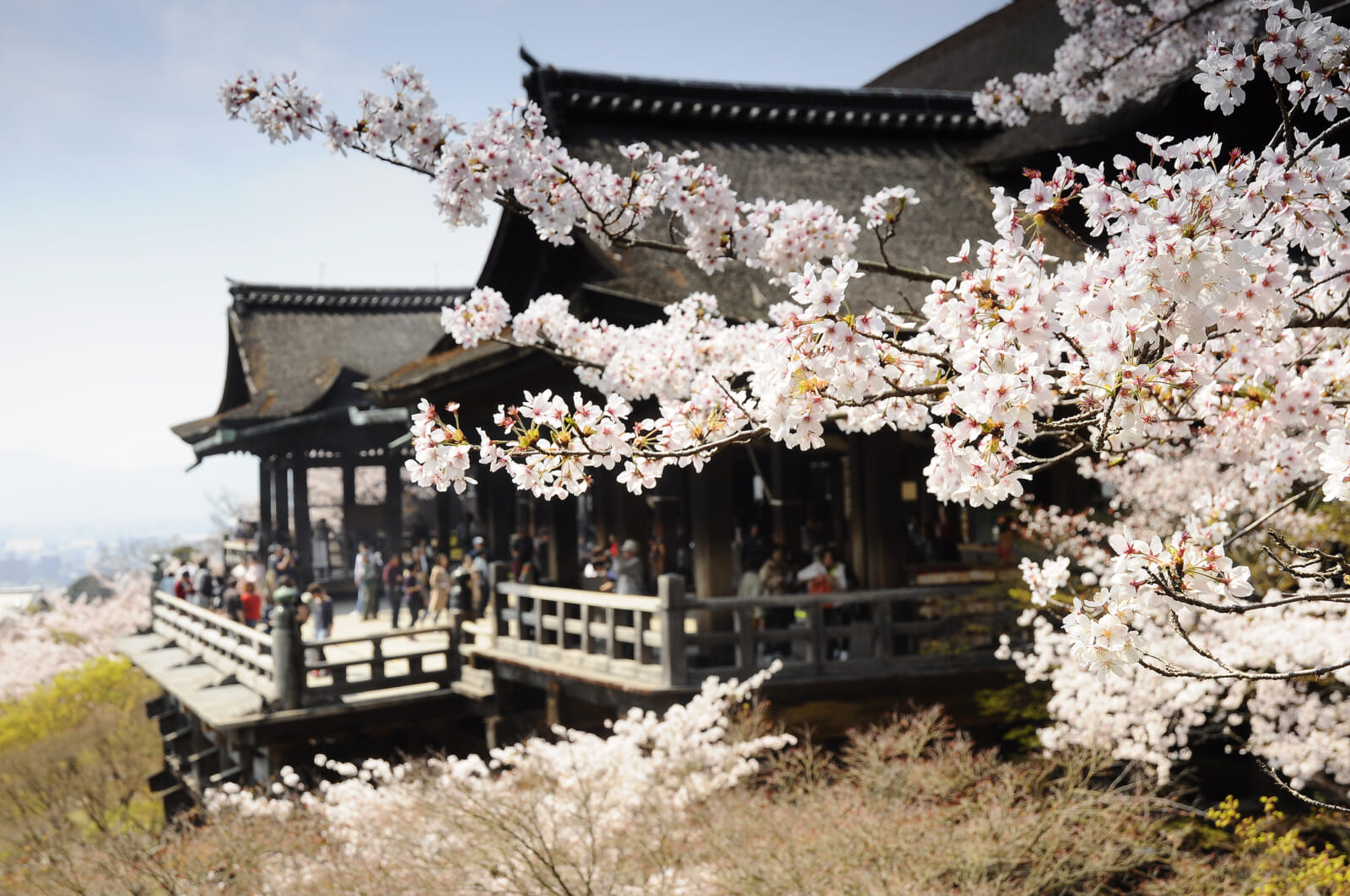 kiyomizu dera temple cherry blossoms