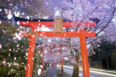 kyoto cherry blossoms alternative less crowded