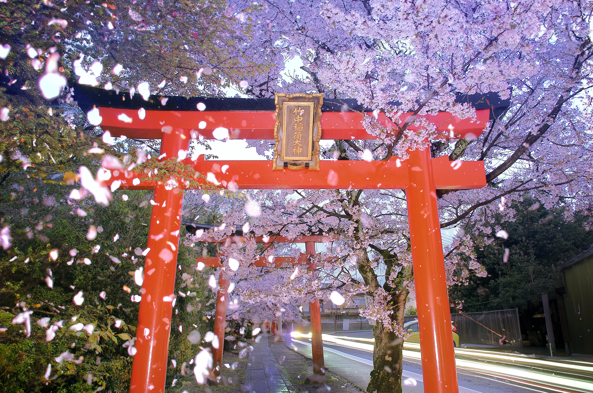 kyoto cherry blossoms alternative less crowded