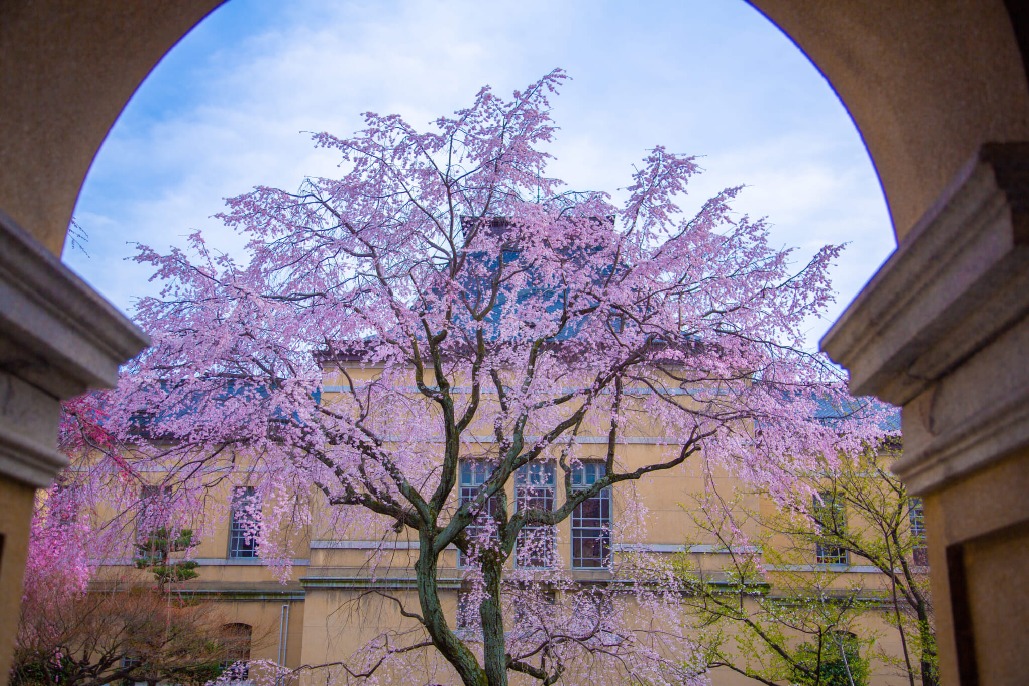 weeping cherry blossom kyoto